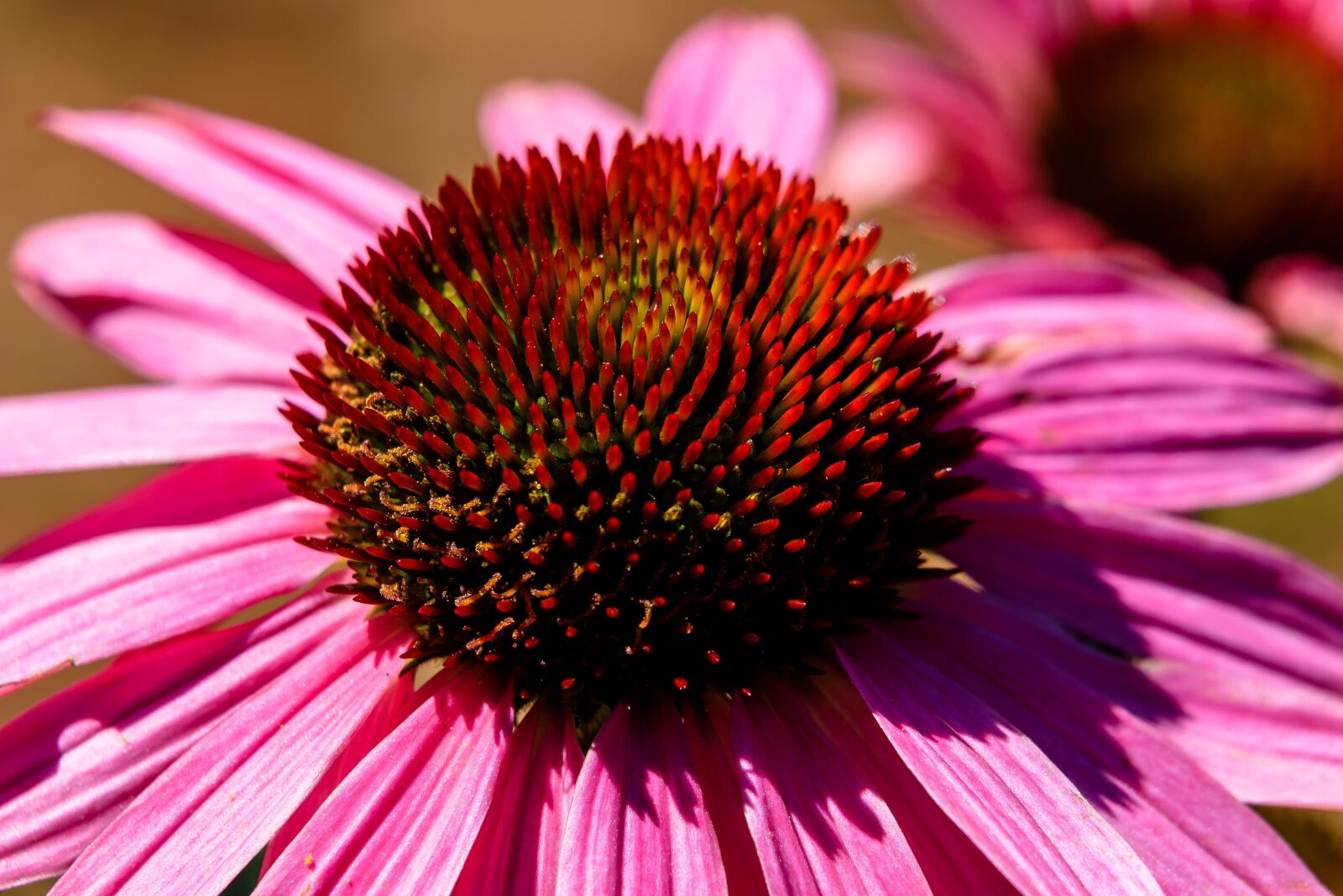 Canon EOS 80D sample photo. Flower, blossom, bloom photography