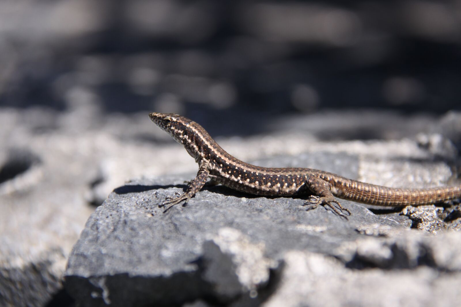 Canon EOS 50D sample photo. Lizard, reptile, scale photography