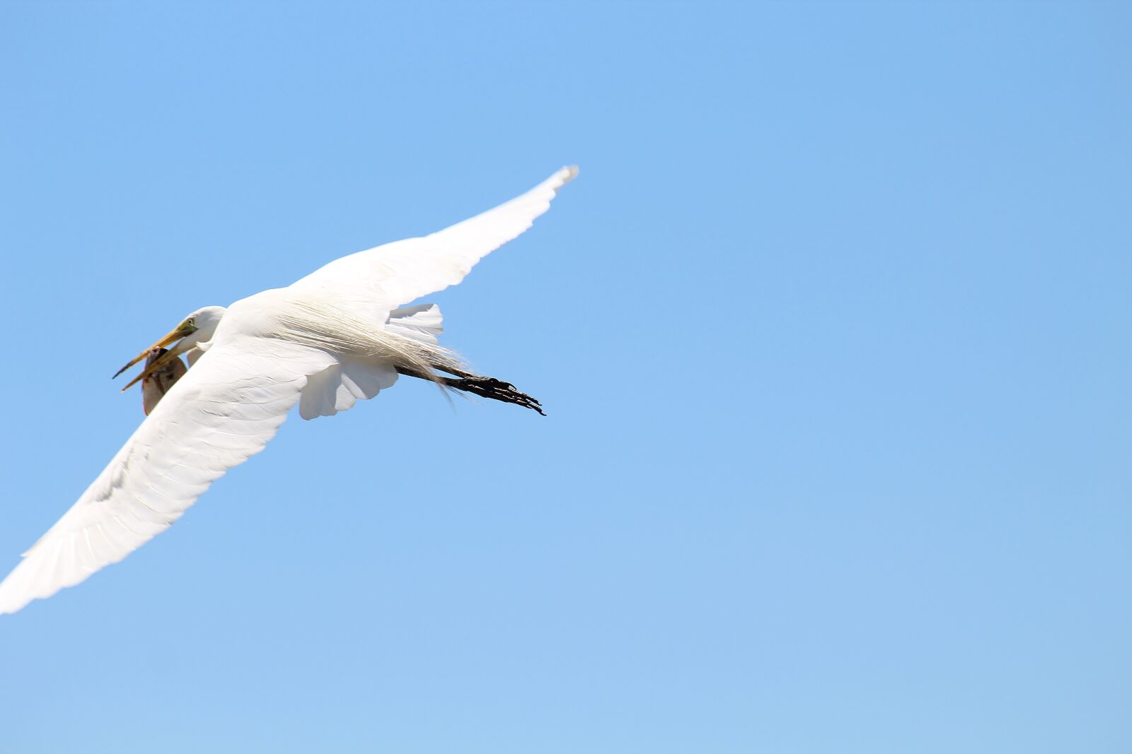 Canon EOS 1300D (EOS Rebel T6 / EOS Kiss X80) sample photo. White crane, bird, animal photography