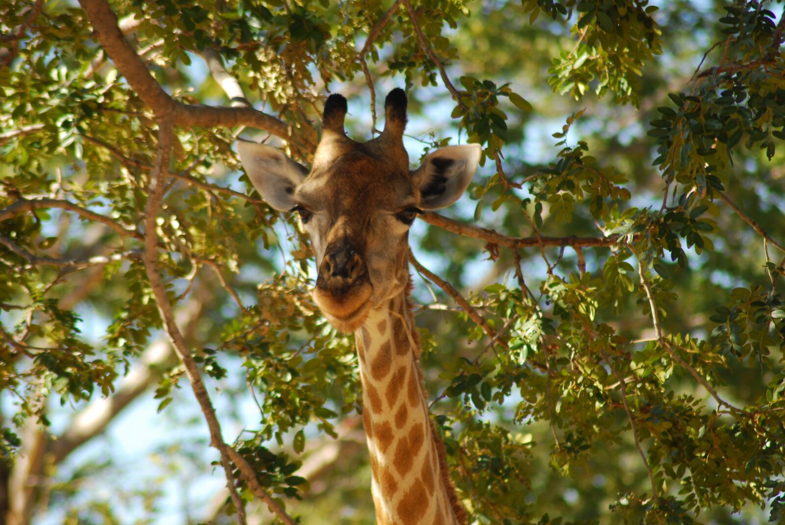 Nikon D80 sample photo. Botswana, giraffe, africa photography