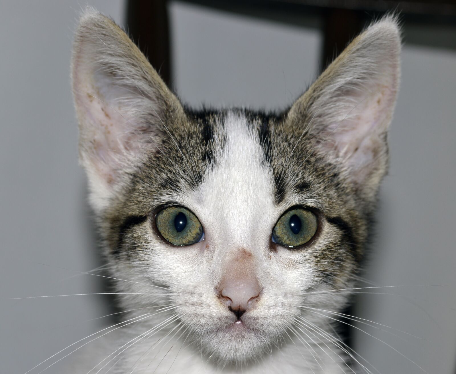 Nikon D3200 sample photo. Cat, animal, animals photography