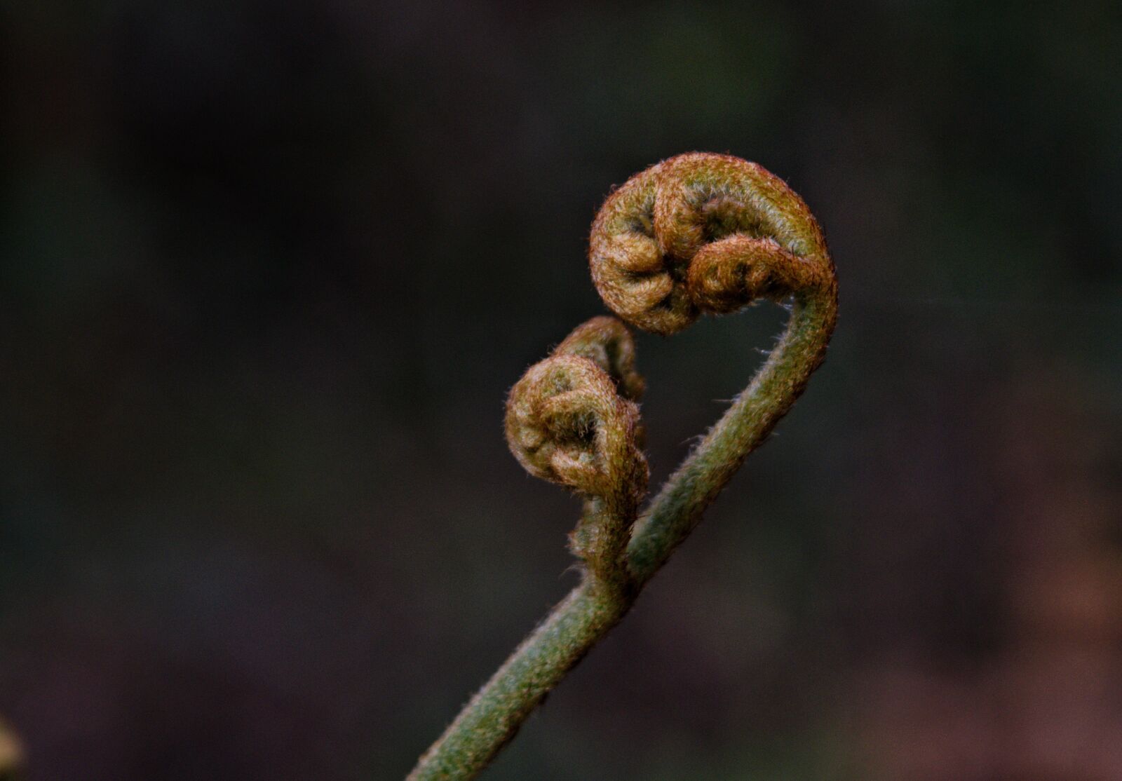 Nikon D3300 sample photo. Fiddlehead fern, fiddleheads, fiddlehead photography