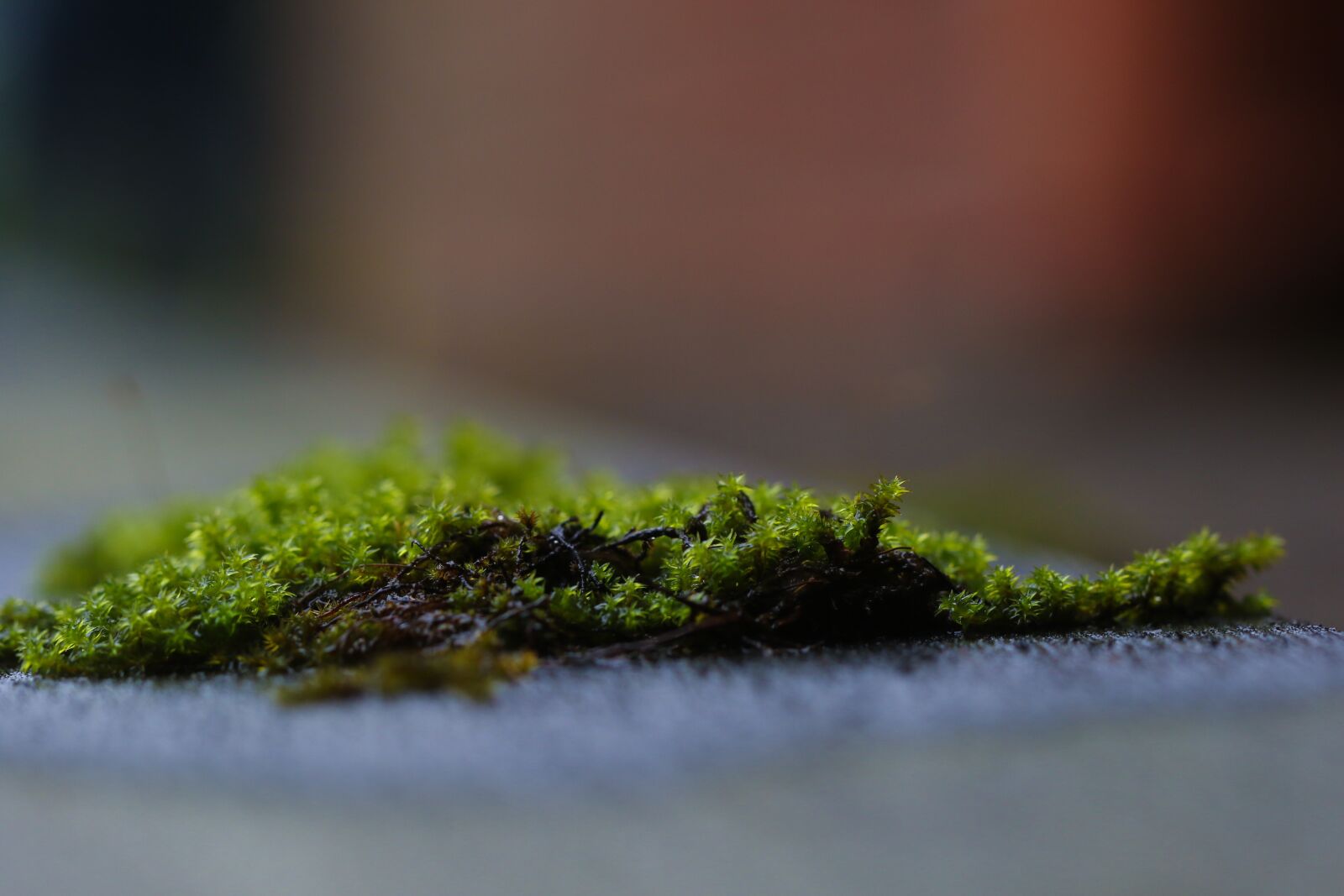 Canon EOS 7D Mark II sample photo. Moss, green, nature photography