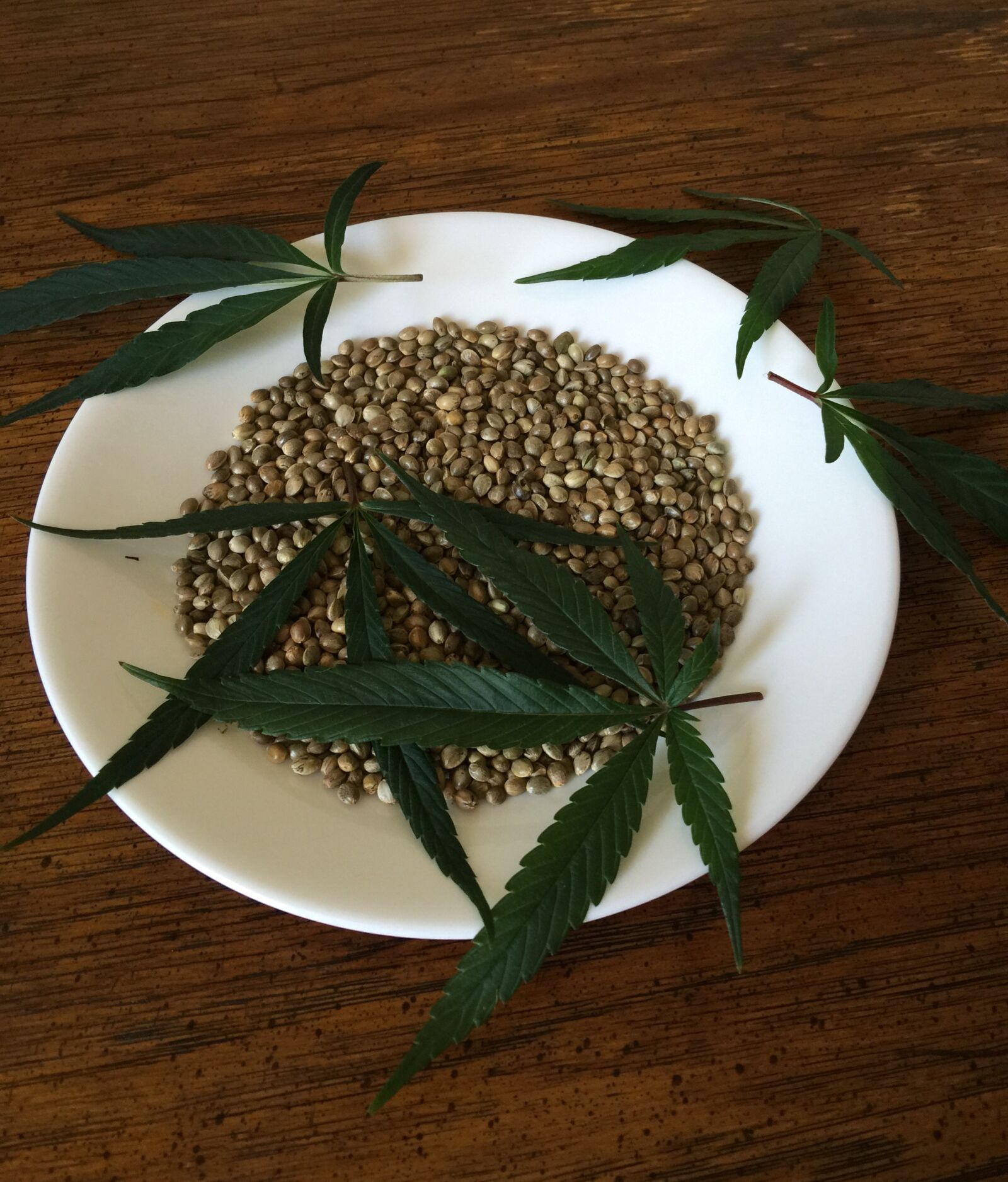 iPhone 6 Plus back camera 4.15mm f/2.2 sample photo. Cannabis seeds, hemp seeds photography