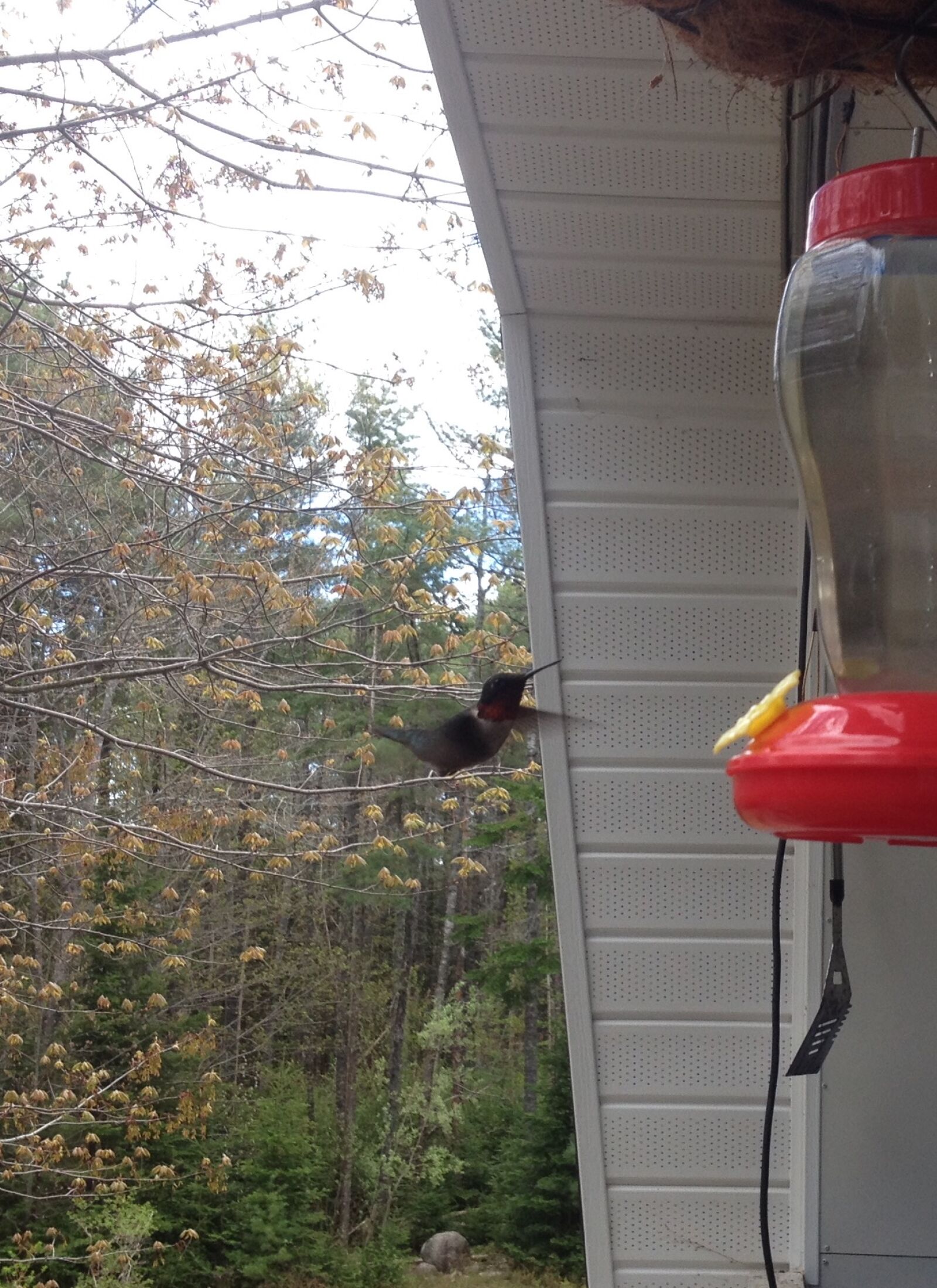 iPhone 4S back camera 4.28mm f/2.4 sample photo. Canada, hummingbird, nature, nova photography