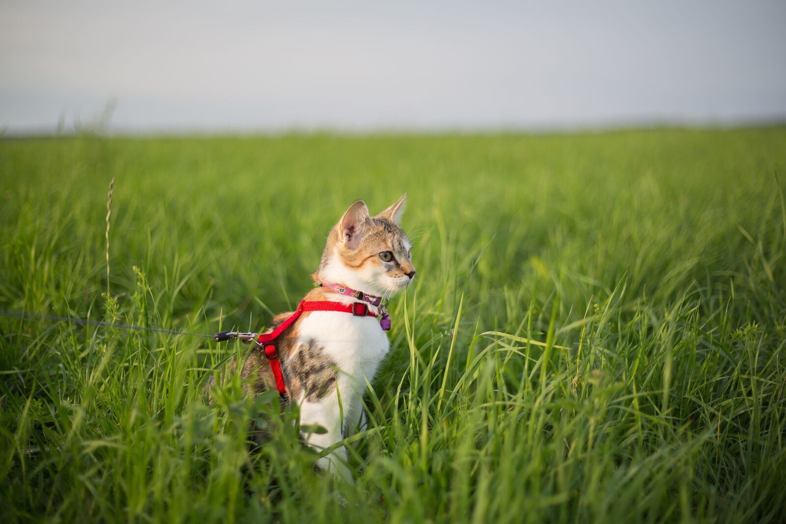 Canon EF 50mm F1.8 II sample photo. Cat, meadow, leash photography
