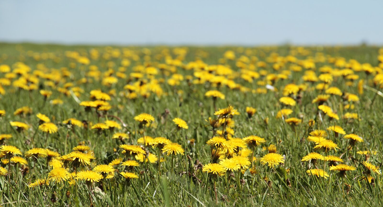 Canon EOS 100D (EOS Rebel SL1 / EOS Kiss X7) sample photo. Dandelion, meadow, dandelion meadow photography