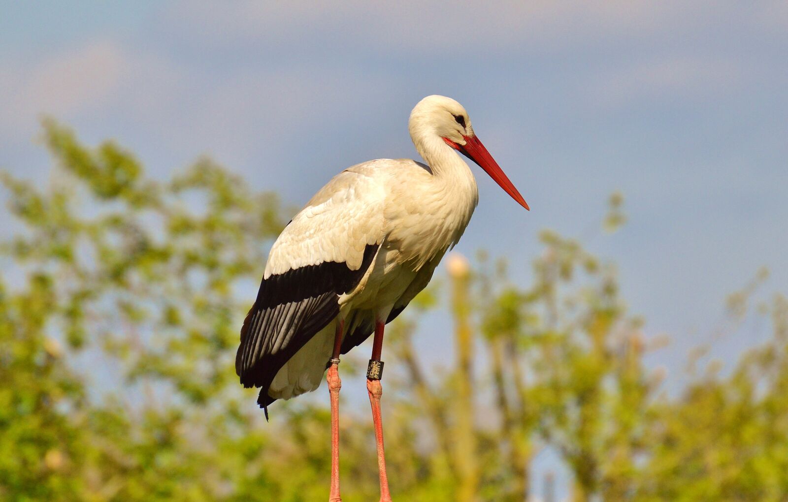 Nikon D3200 sample photo. Stork, flying, bird photography