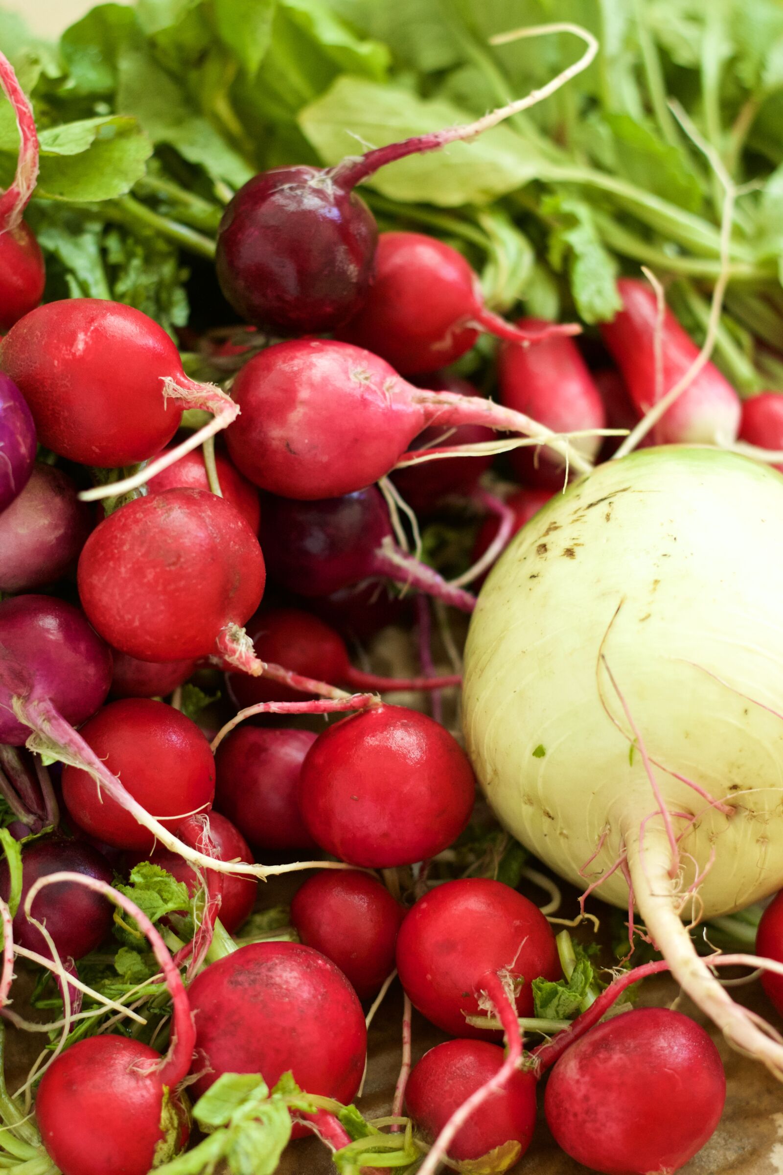 Canon EOS 70D + Canon EF 50mm F1.8 II sample photo. Radish, red, vegetable photography