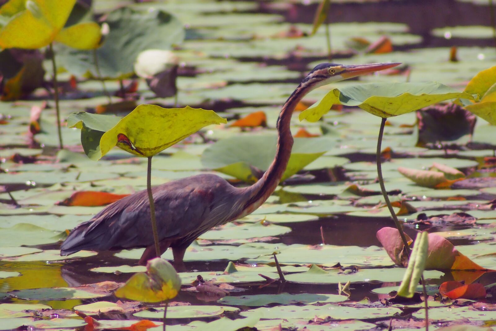 Olympus OM-D E-M1 sample photo. Purple heron, wild, bird photography