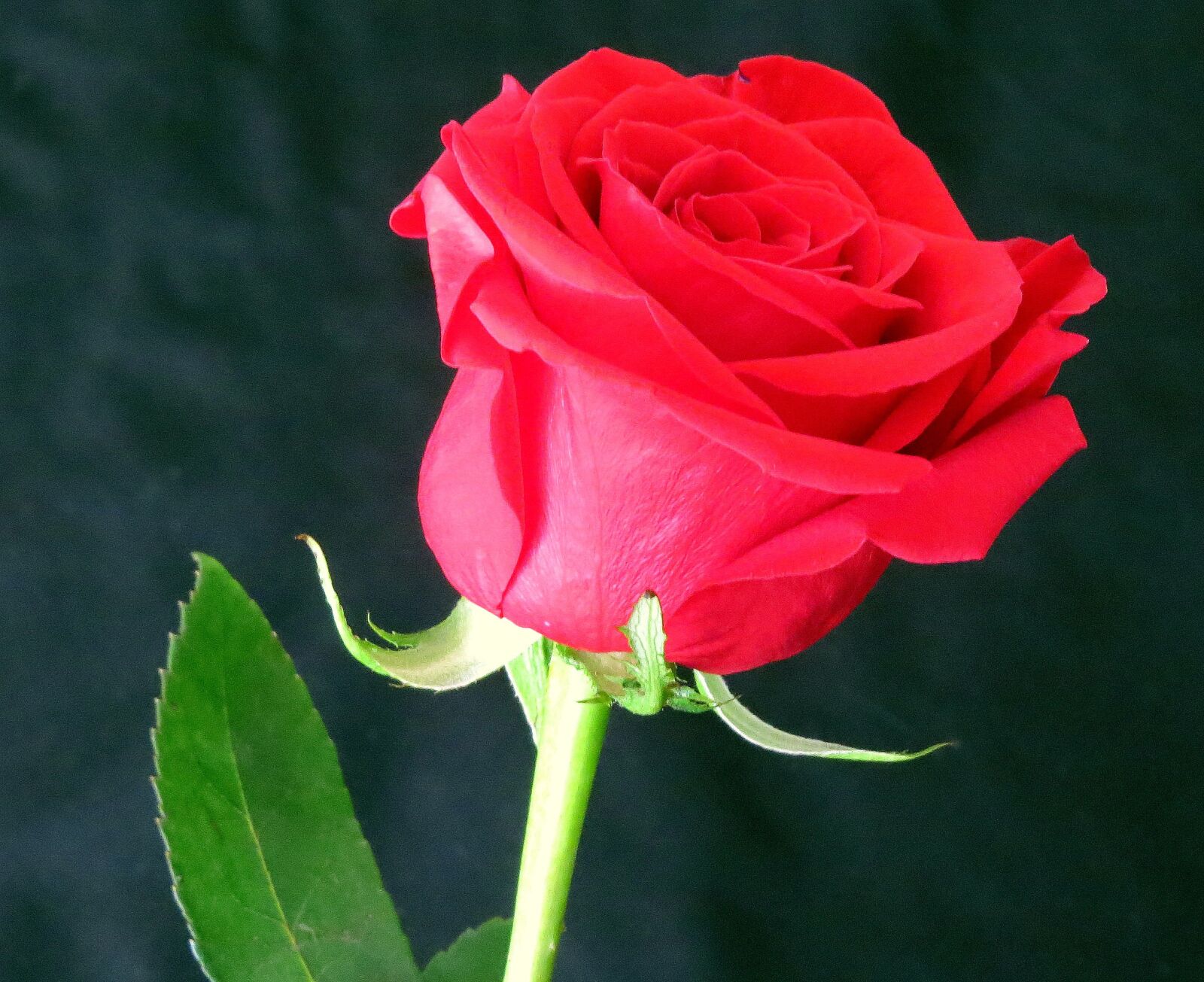Canon PowerShot SX50 HS sample photo. Rosa, flower, red photography