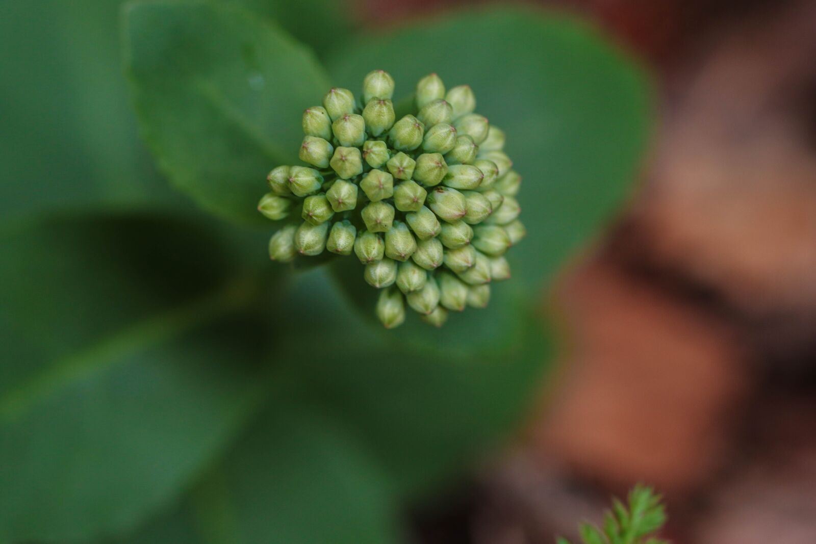 Canon EOS 7D Mark II sample photo. Growth, plant, green photography
