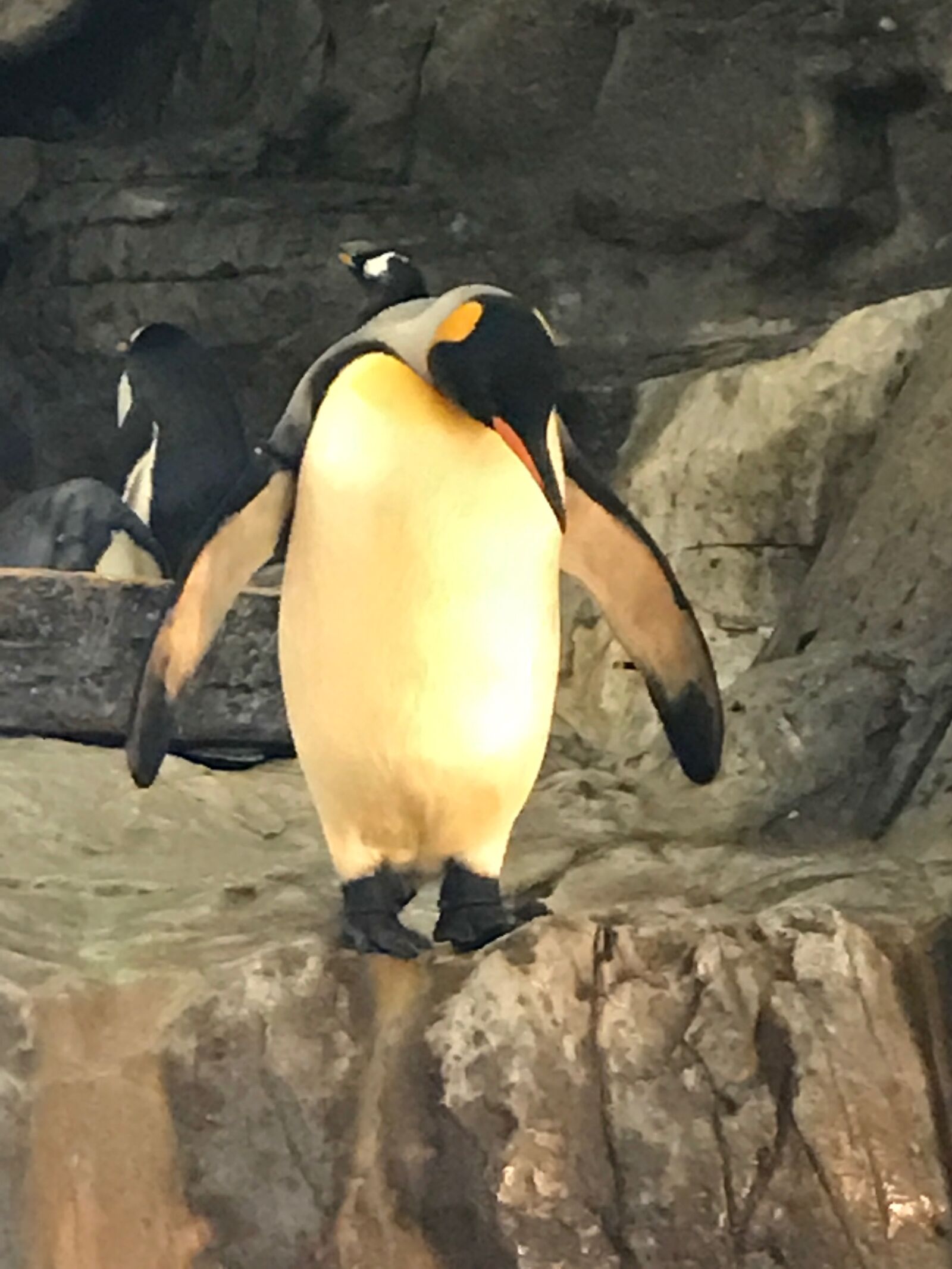 iPhone 7 back camera 3.99mm f/1.8 sample photo. Penguin, zoo photography