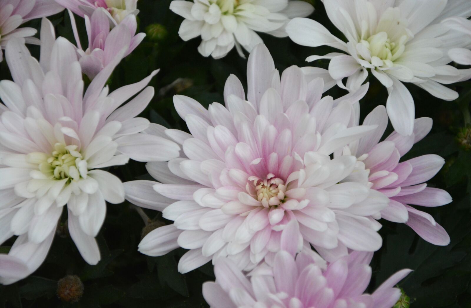 Nikon D5200 sample photo. Flowers, white flowers, roses photography