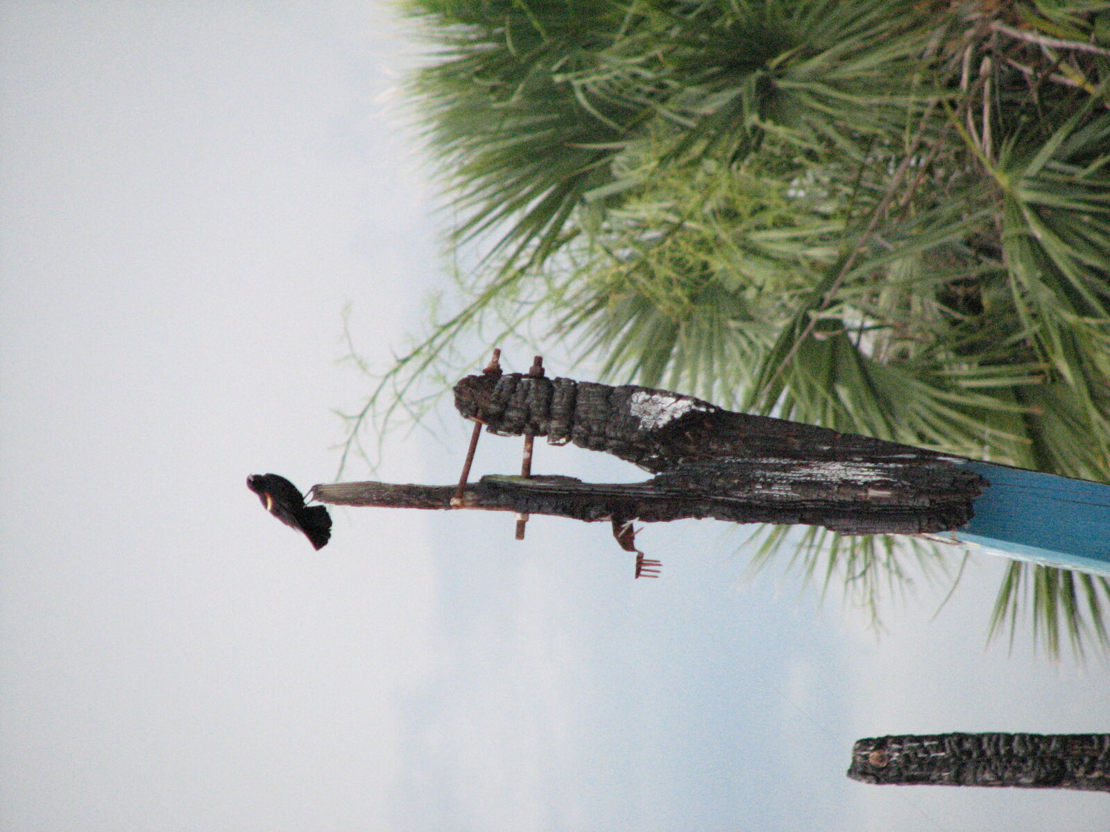Canon POWERSHOT S3 IS sample photo. Bird, blue, georgia, marsh photography