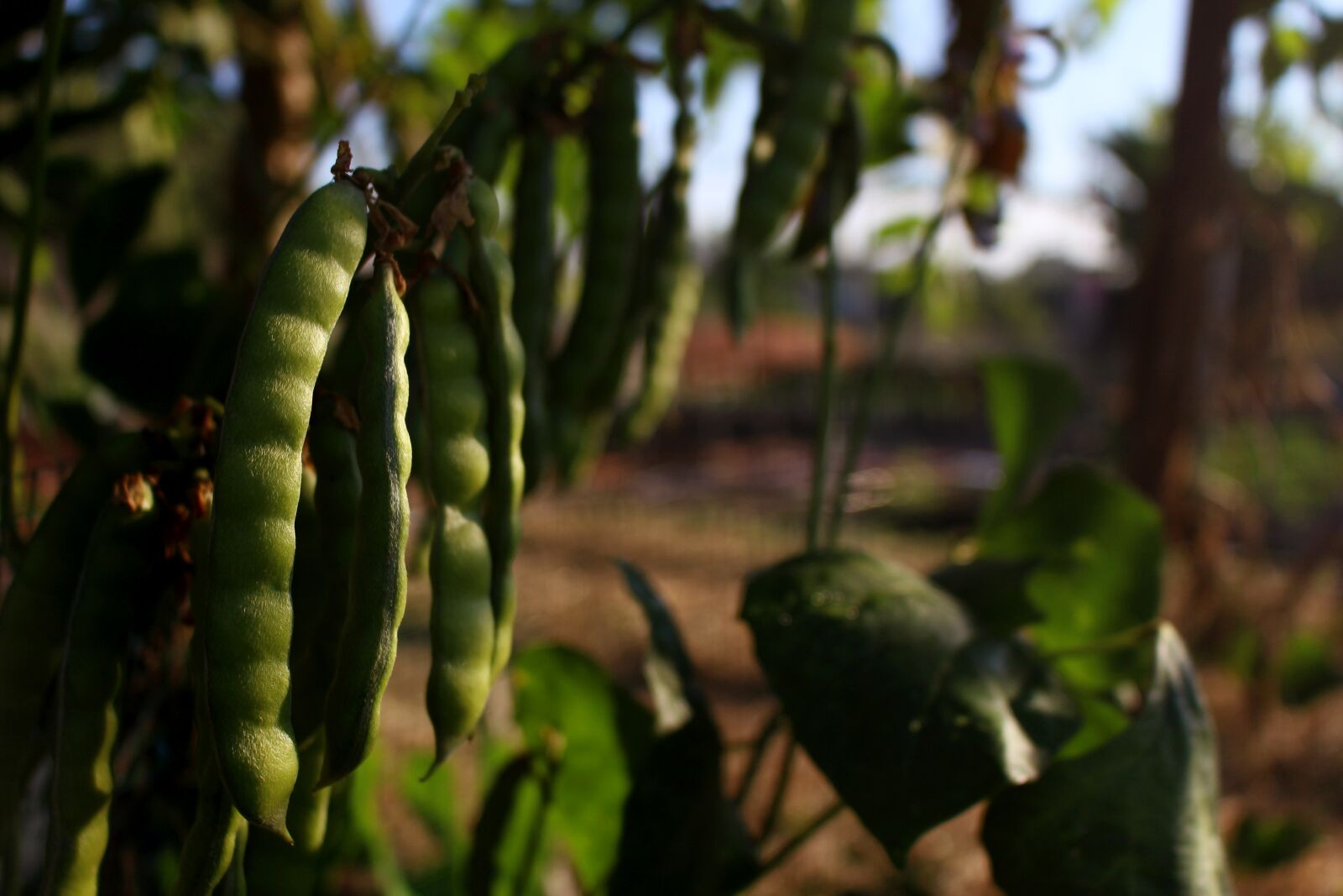 Canon EOS 700D (EOS Rebel T5i / EOS Kiss X7i) sample photo. Bean, pea plant, cassava photography
