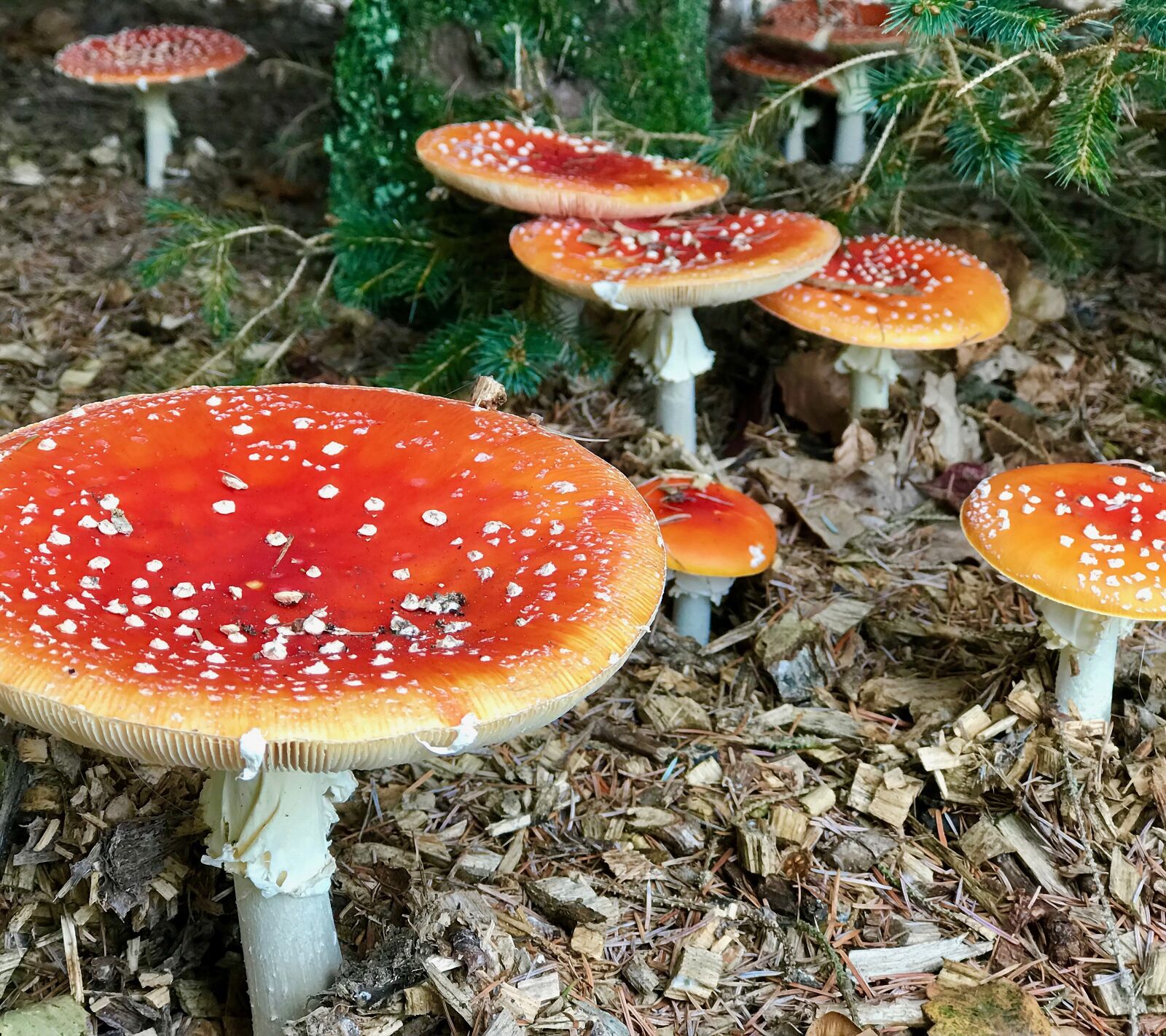 Apple iPhone 7 Plus sample photo. Mushrooms, forest floor, natural photography