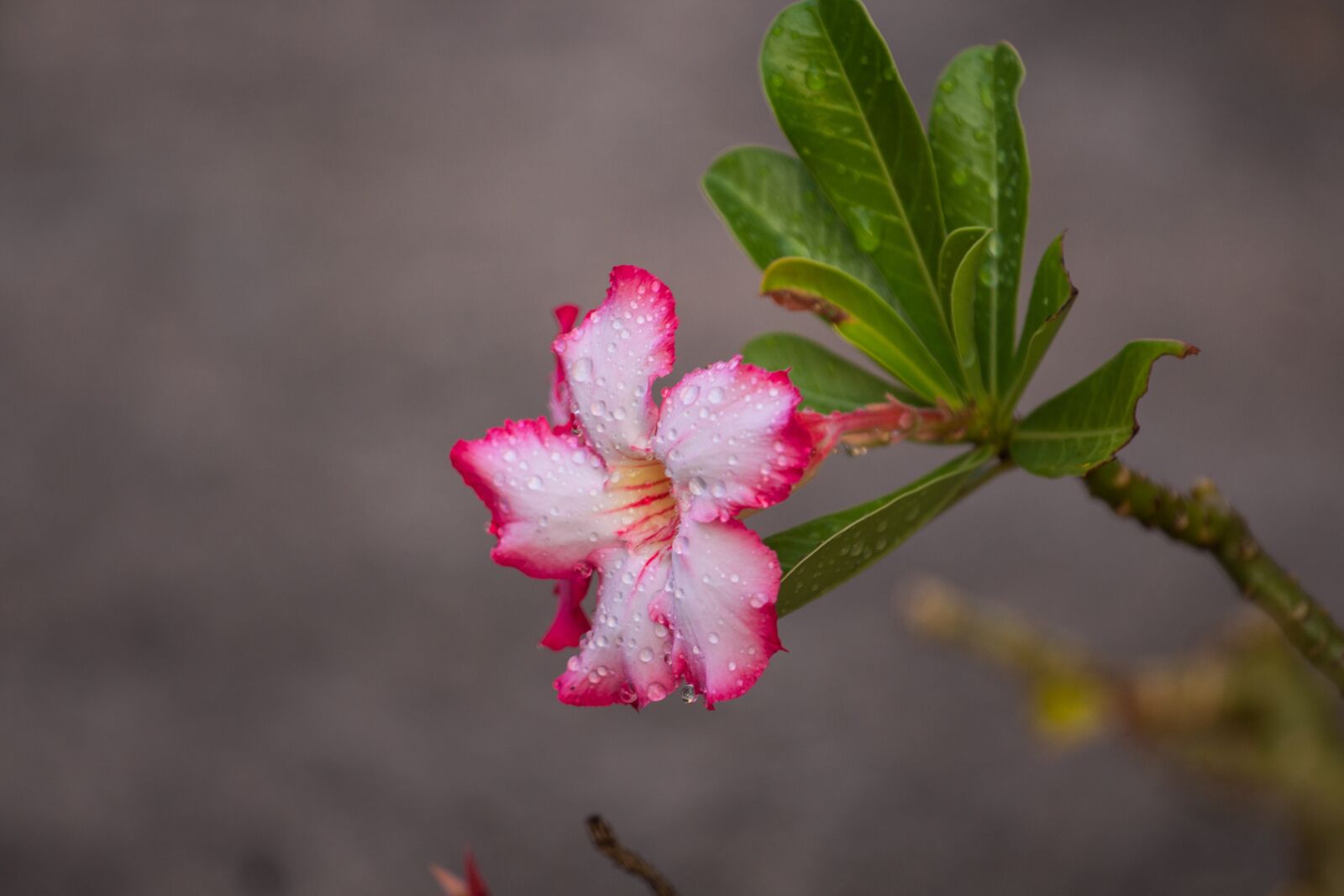 Canon EF 70-200mm F4L USM sample photo. Invited to visit, plant photography