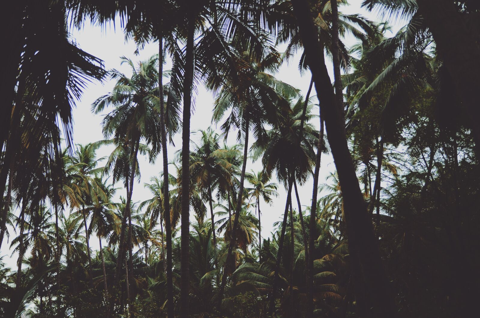 Nikon D7000 sample photo. Nature, palm trees, trees photography