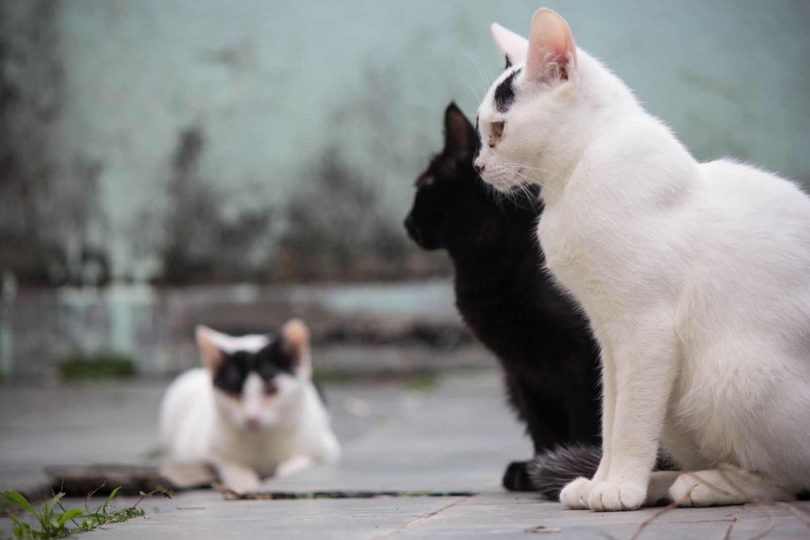 Canon EOS 60D + Canon EF-S 55-250mm F4-5.6 IS II sample photo. Cat, feline, domestic photography