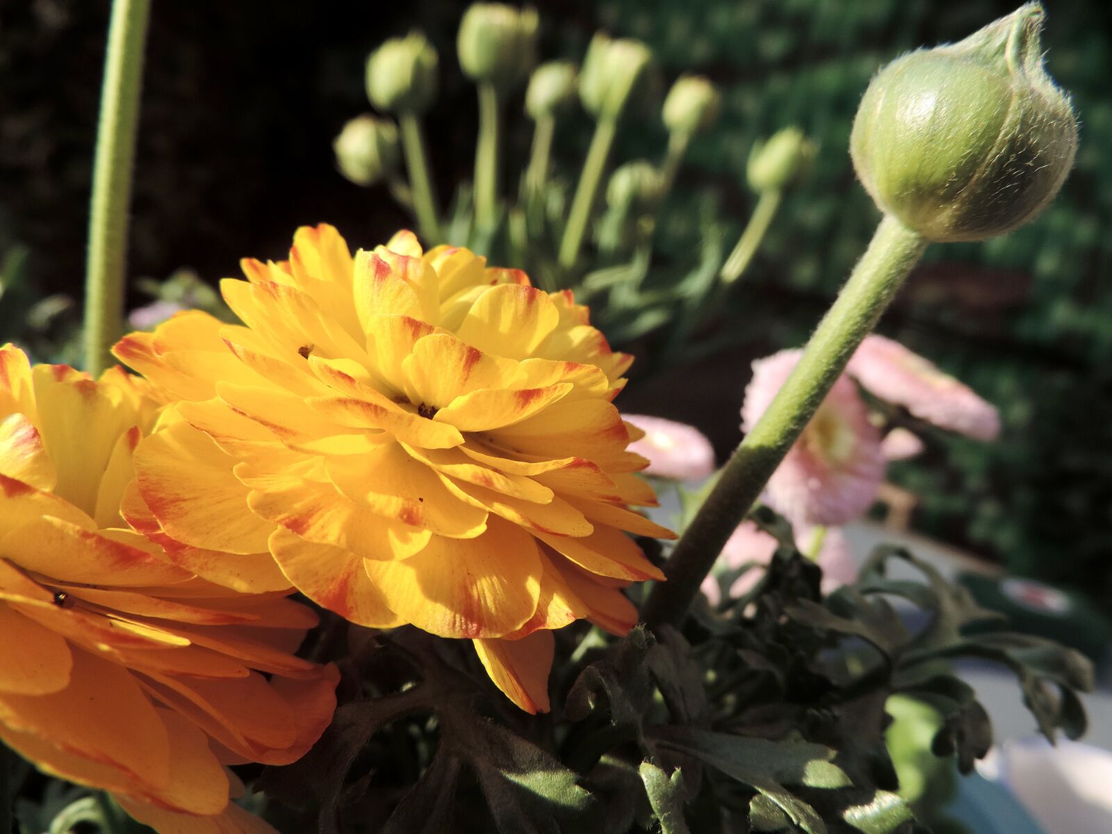 Nikon Coolpix P520 sample photo. Ranunkeln, blossom, bloom photography