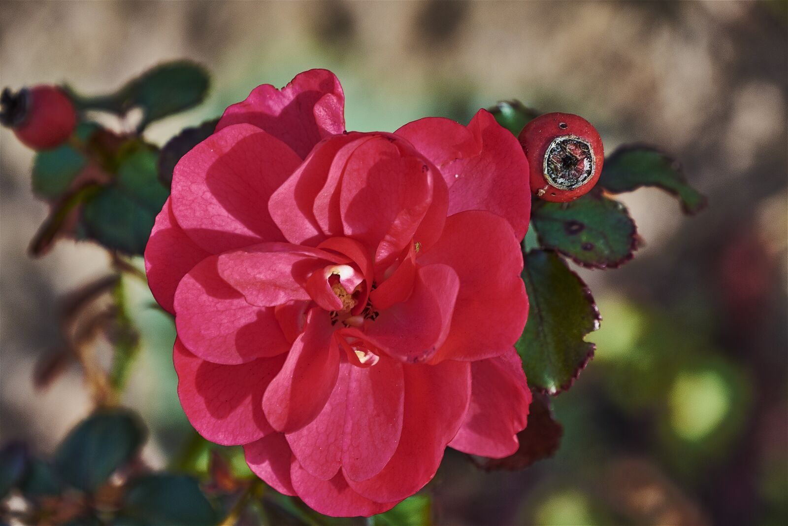 Nikon D7200 sample photo. Rosa, garden, roses photography
