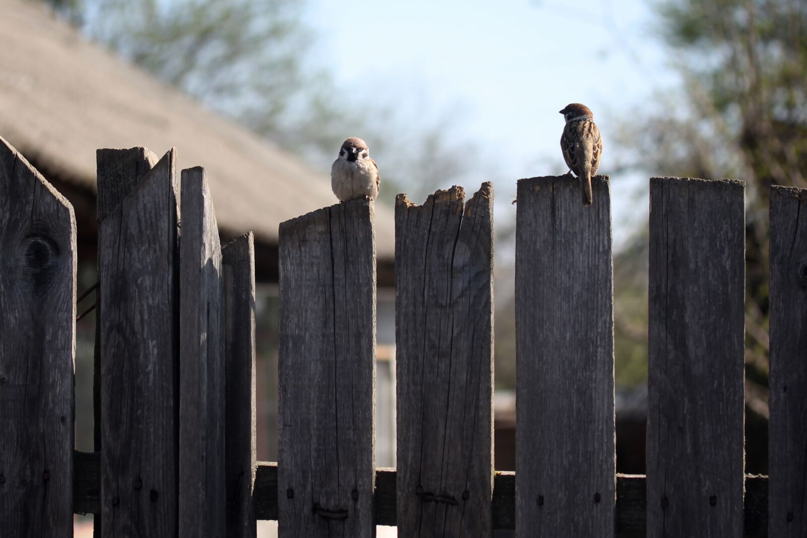 Canon EF-S 60mm F2.8 Macro USM sample photo. Sparrow, pair, fence photography