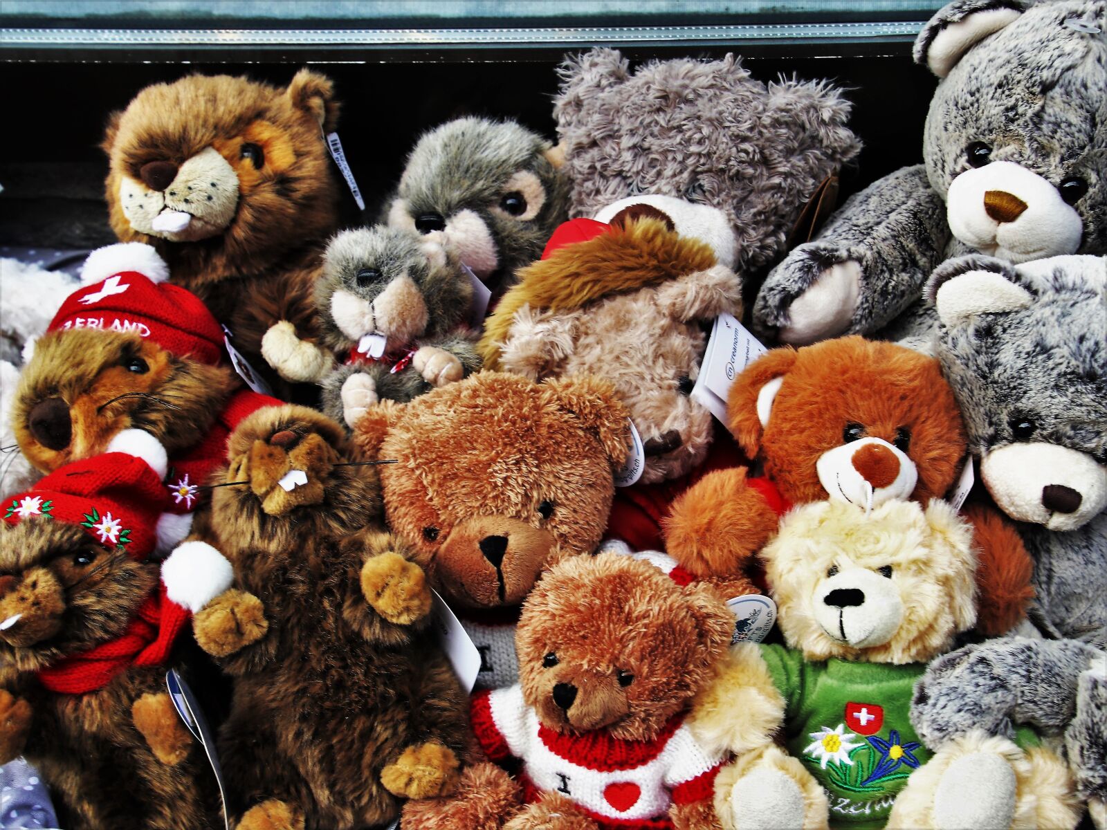 Canon EOS 80D sample photo. Bears, plush, toy photography
