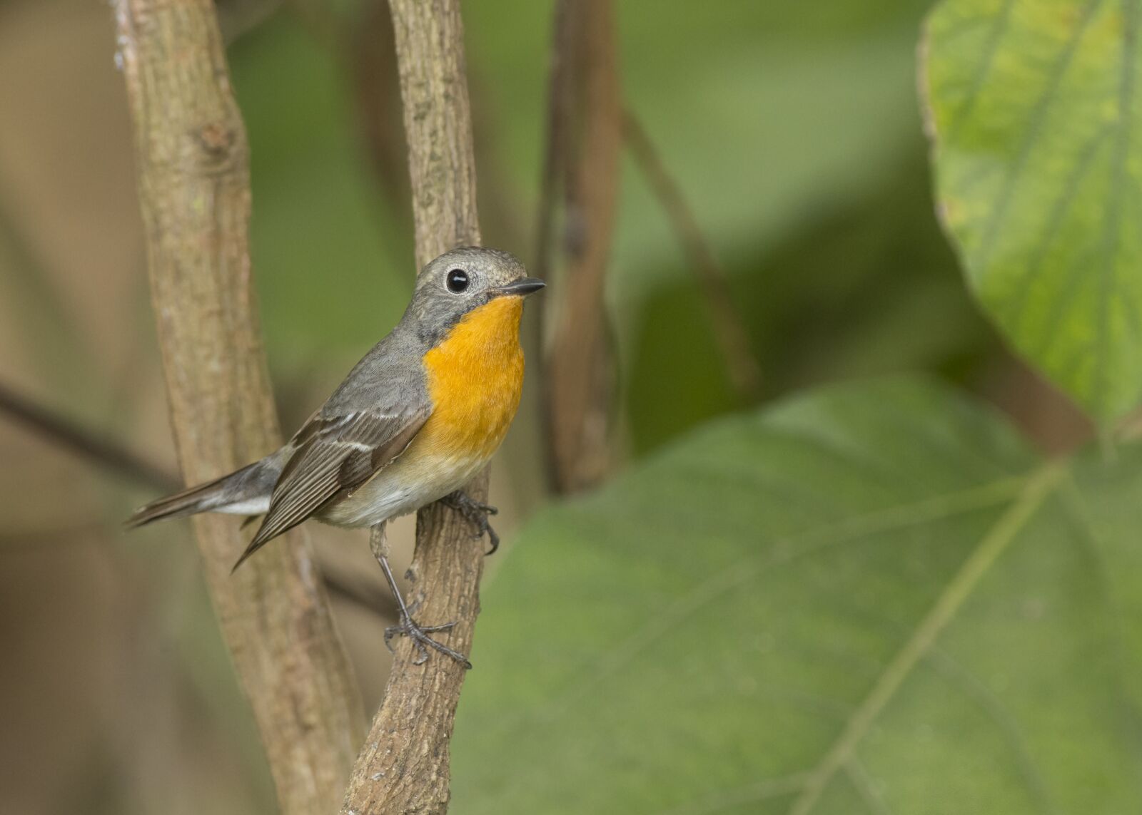 Nikon D7200 sample photo. Mugimaki flycatcher, female mugimaki photography