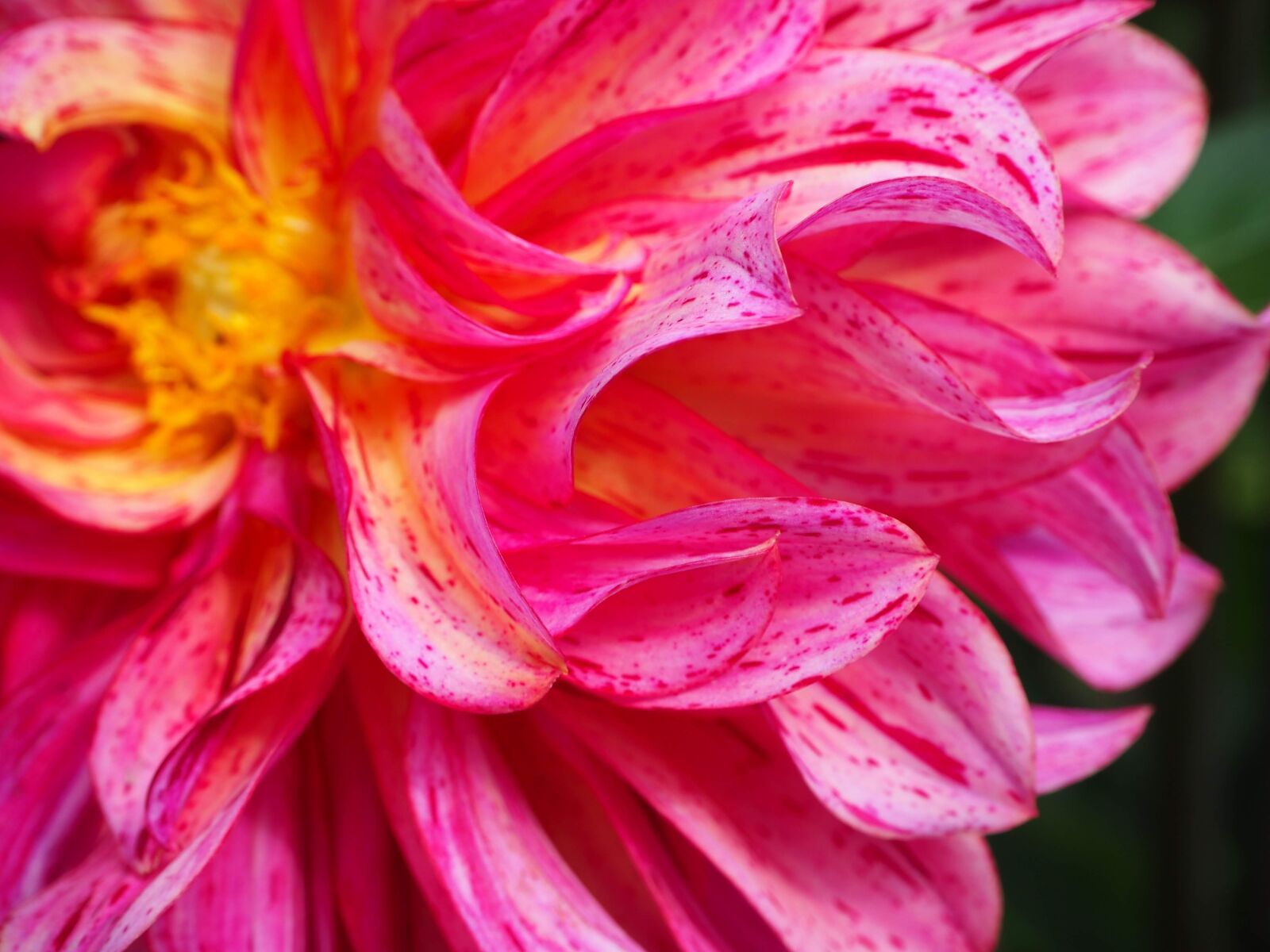 Olympus OM-D E-M10 II sample photo. Flower, flower power, sun photography