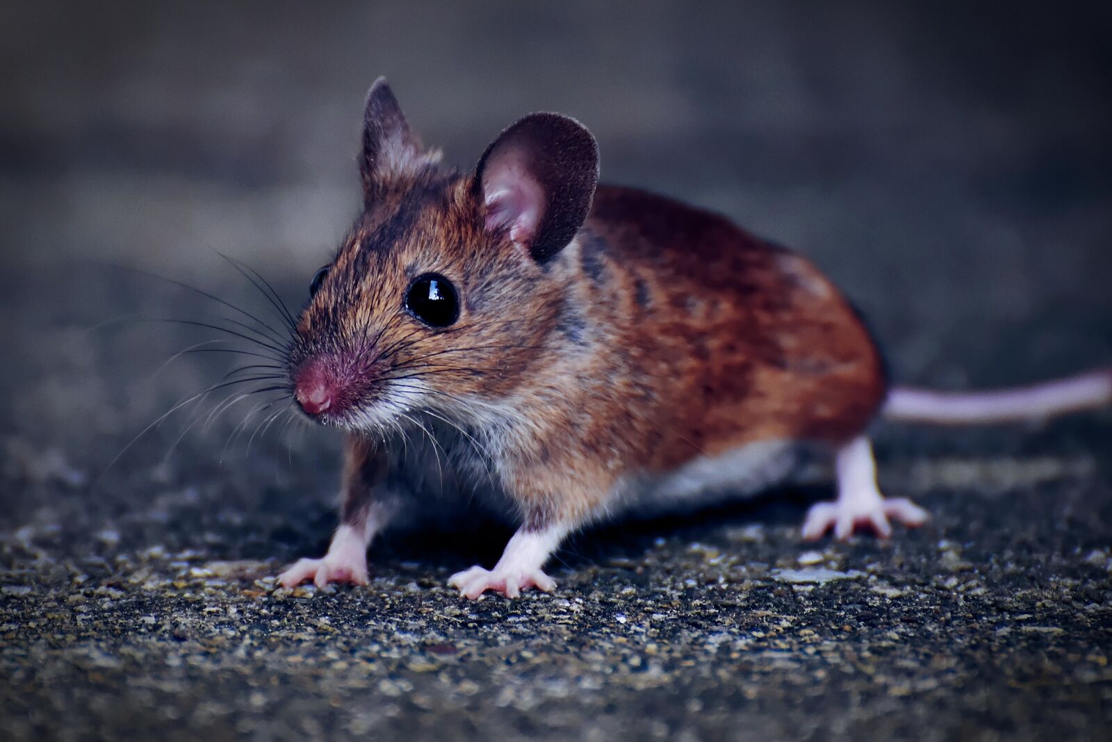 Nikon D7200 sample photo. Wood mouse, nager, cute photography