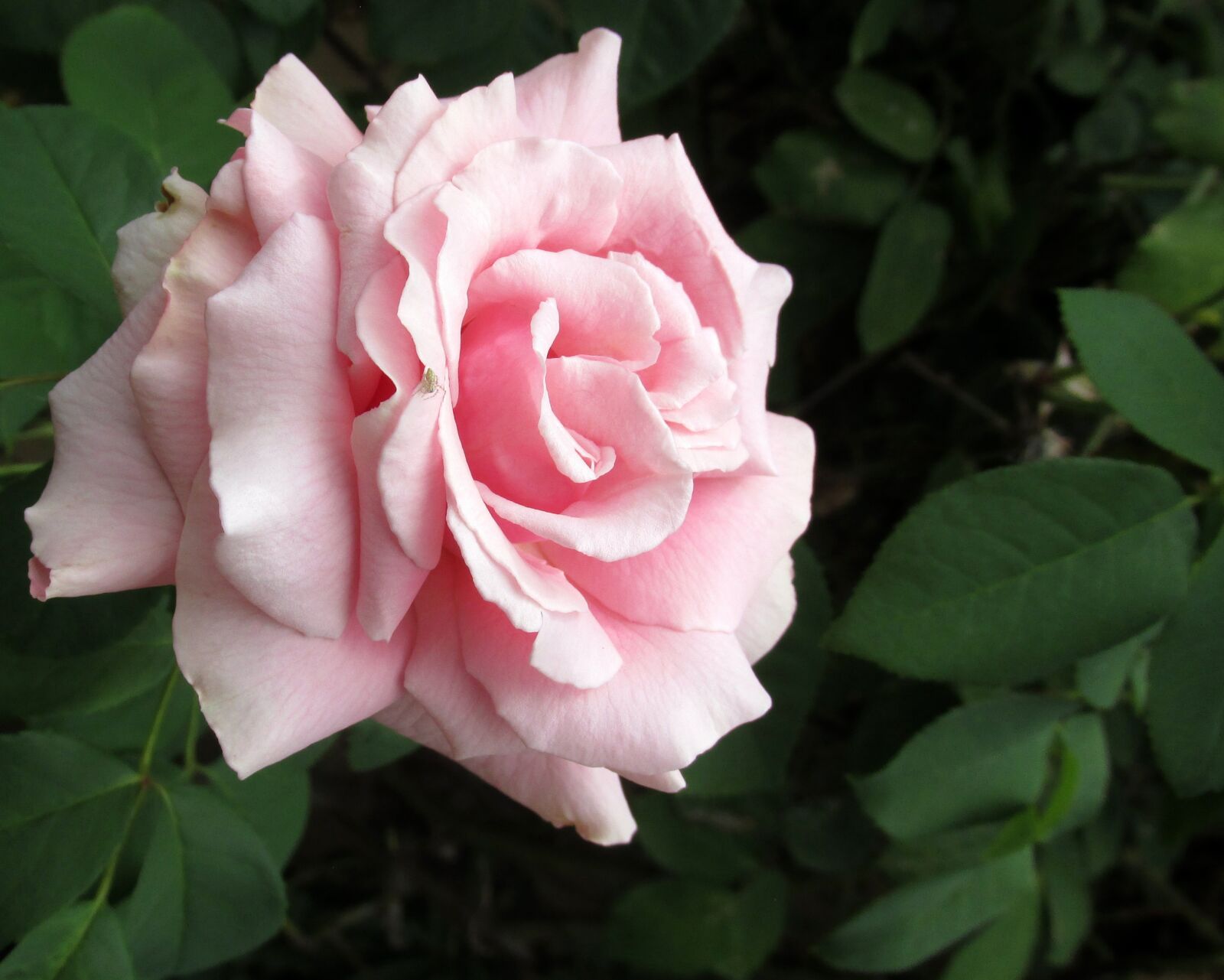 Canon PowerShot SX170 IS sample photo. Flower, rose, pink photography