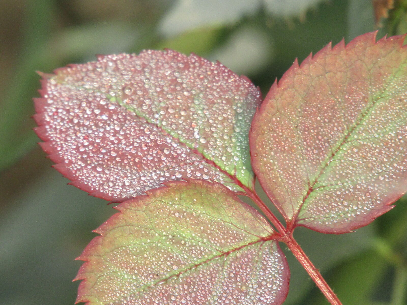 Canon PowerShot SX410 IS sample photo. Leaf, leafs, goldleaf, leafy photography