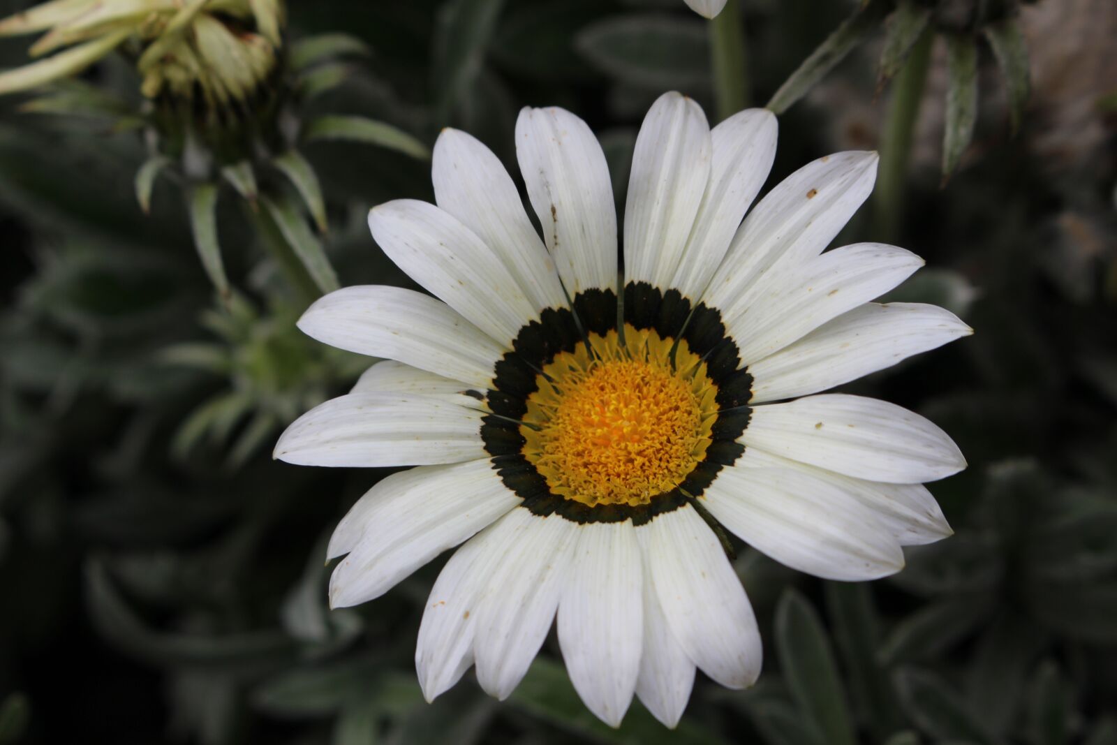 Canon EOS 100D (EOS Rebel SL1 / EOS Kiss X7) sample photo. White flower, white petals photography