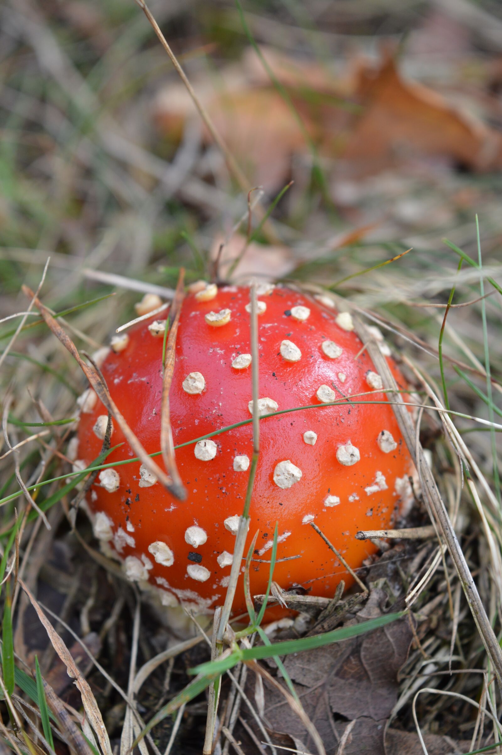 Nikon D3200 sample photo. Fly agaric, mushroom, autumn photography