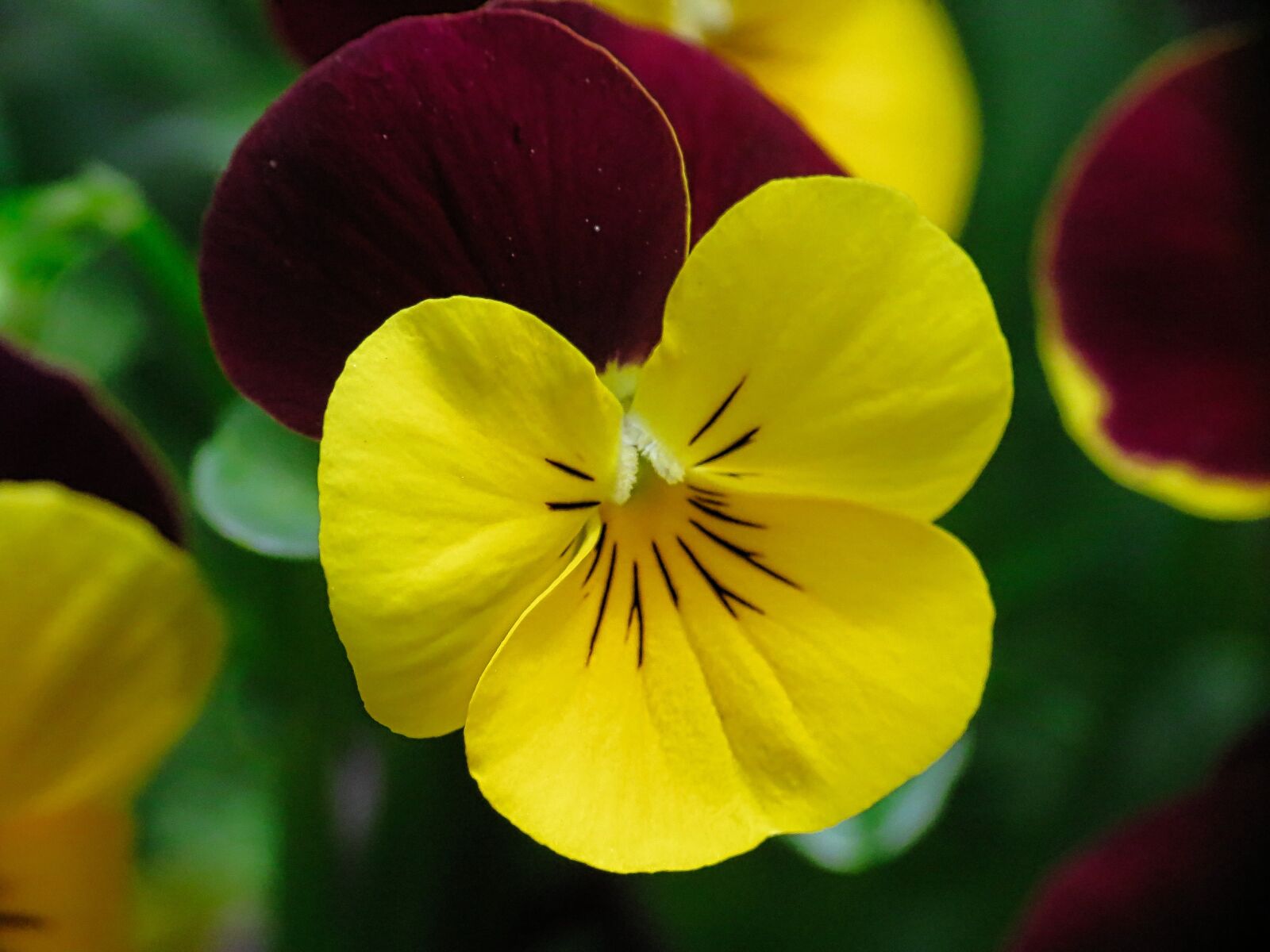 Canon PowerShot SX40 HS sample photo. Two-tone, spring, flower photography