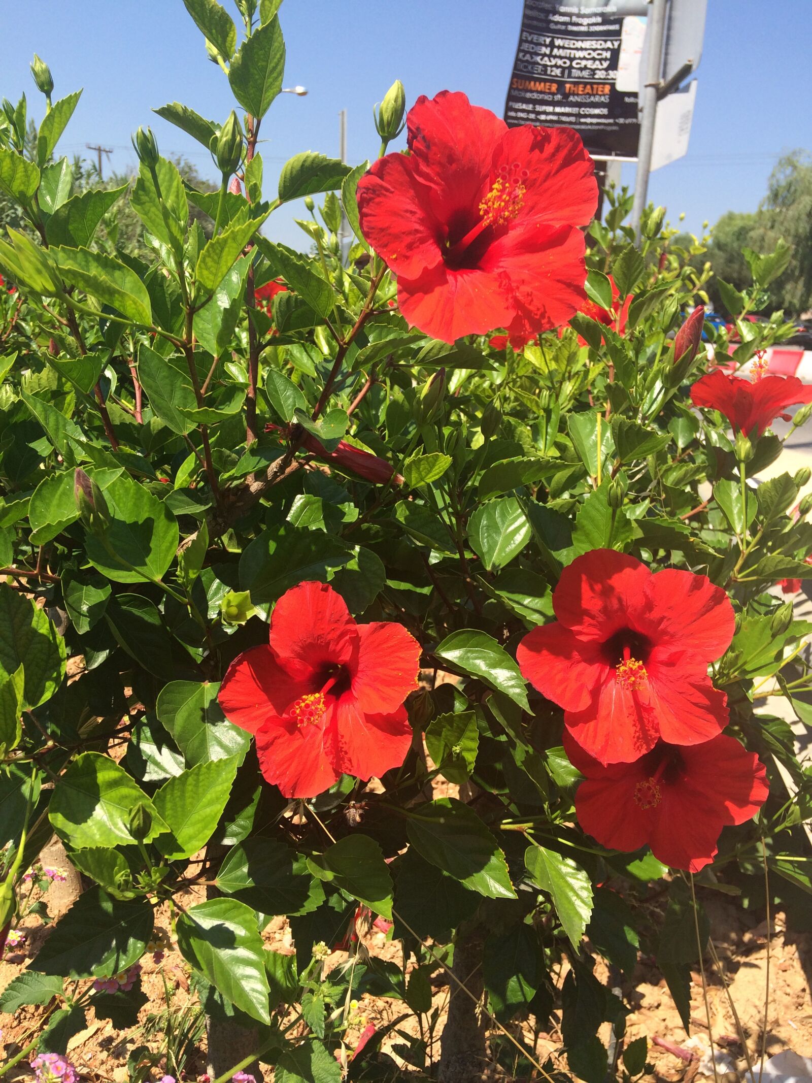 iPhone 5s back camera 4.15mm f/2.2 sample photo. Blossom, bloom, red photography