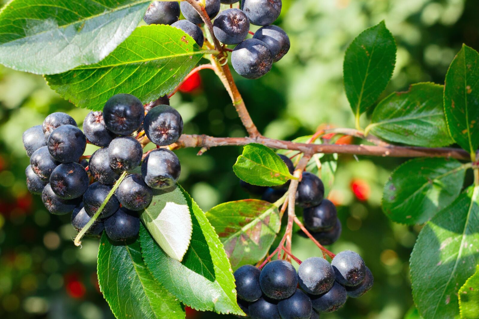 Canon EOS 100D (EOS Rebel SL1 / EOS Kiss X7) sample photo. Berry, fruit, wood, leaf photography