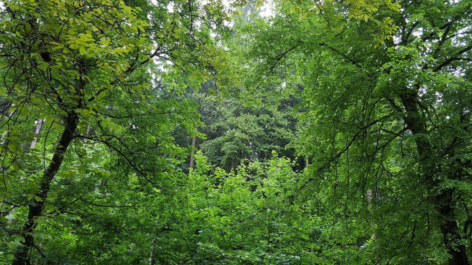 Samsung GALAXY S6 edge sample photo. Silent, forest, relaxation photography