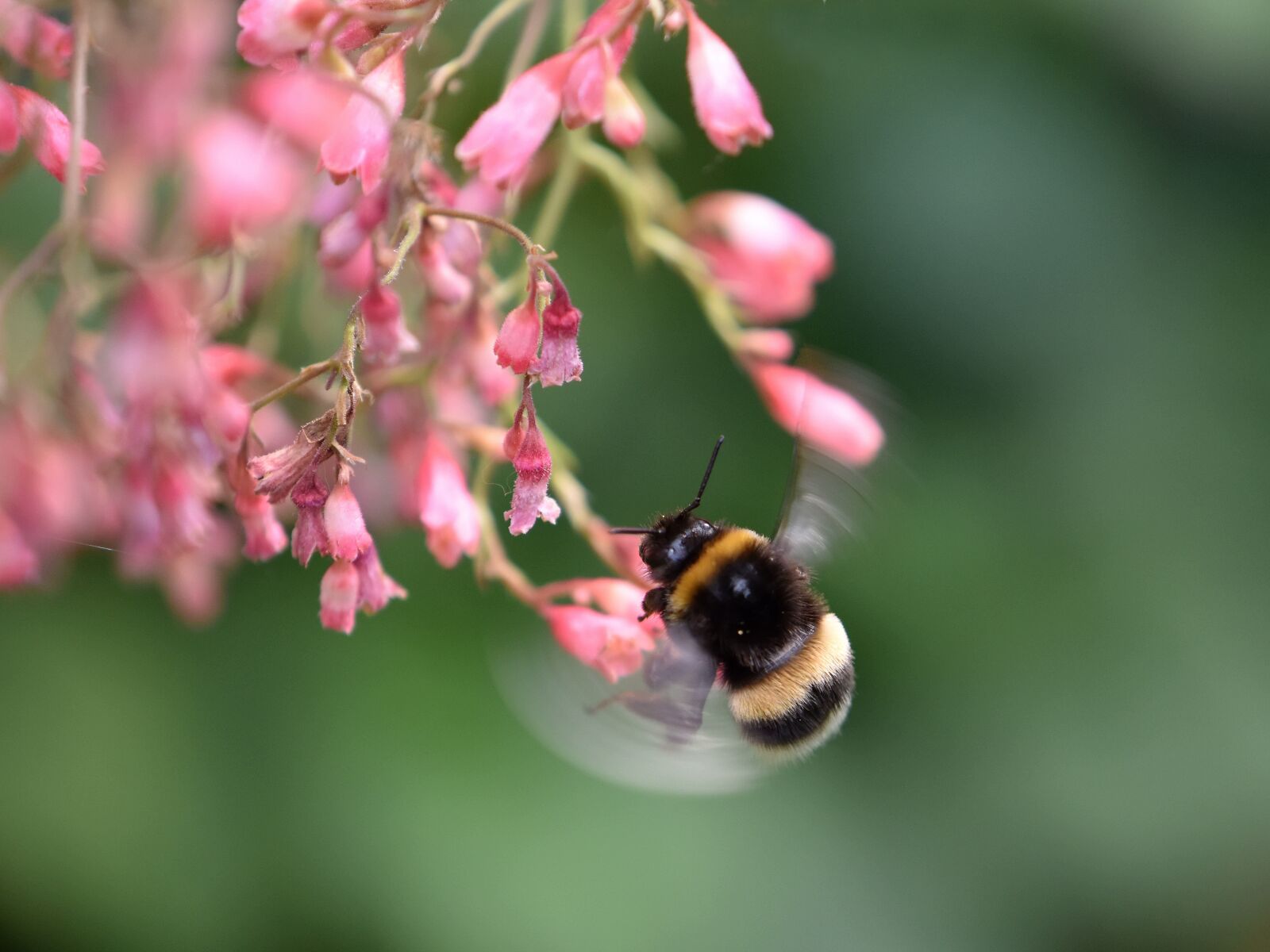 Nikon D5600 sample photo. Bee, nature, flight photography