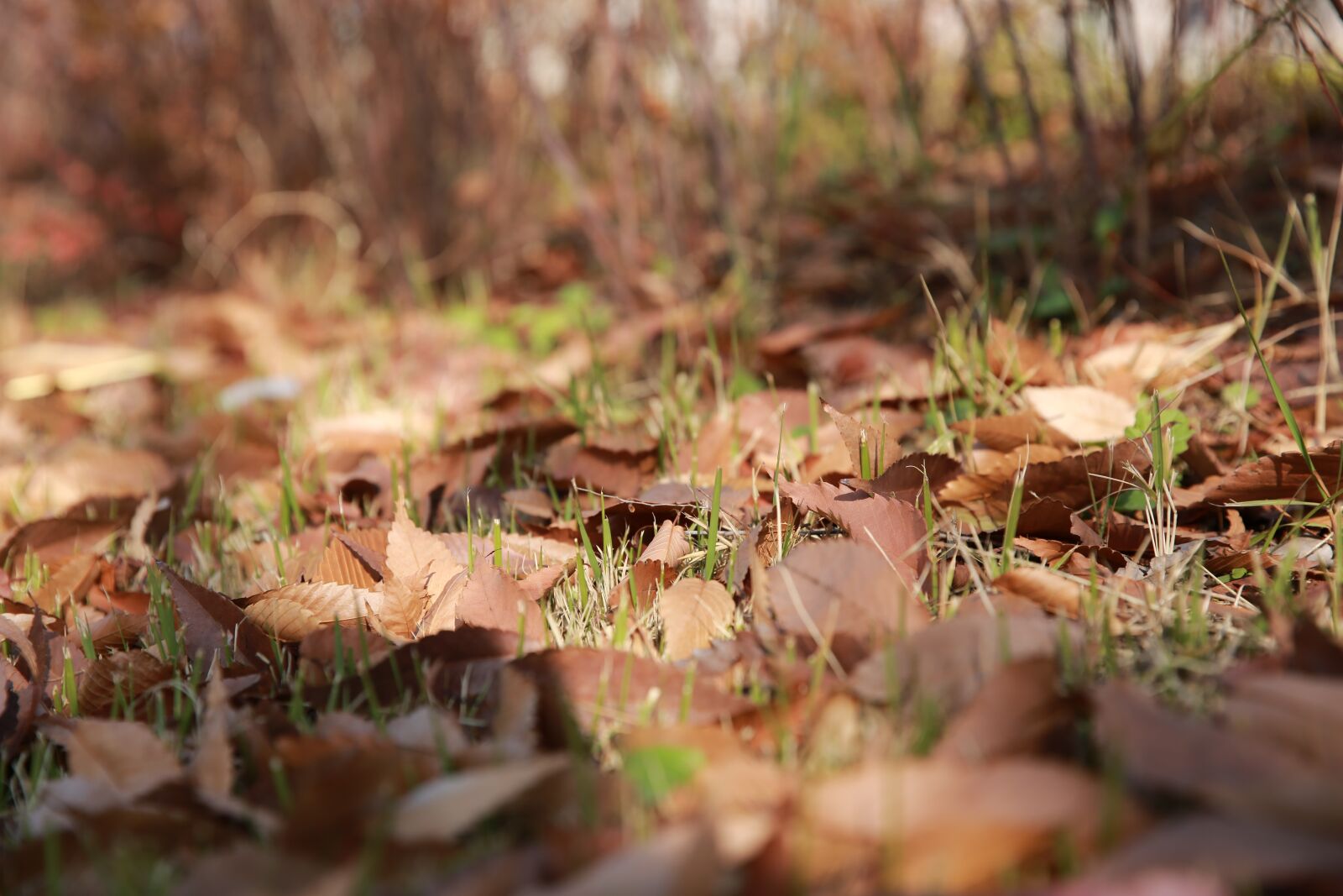 Canon EF 24-70mm F2.8L II USM sample photo. Leaves, autumn, dry photography