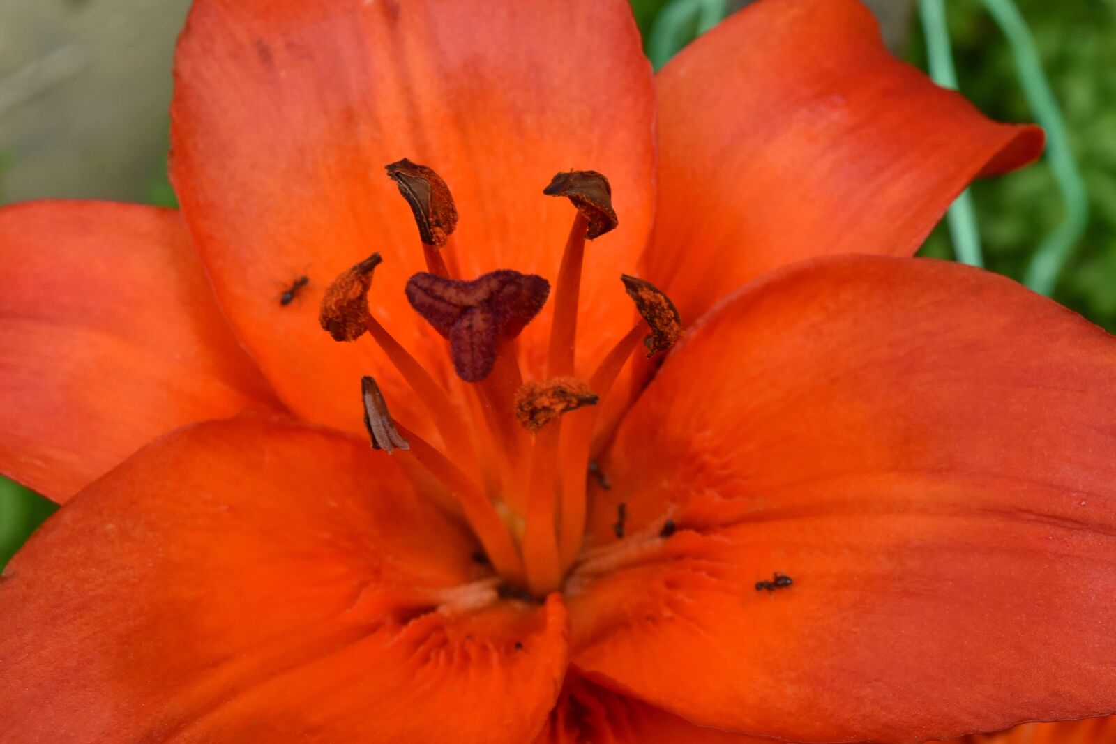 Nikon D5500 sample photo. Close-up, herb, lily, organism photography