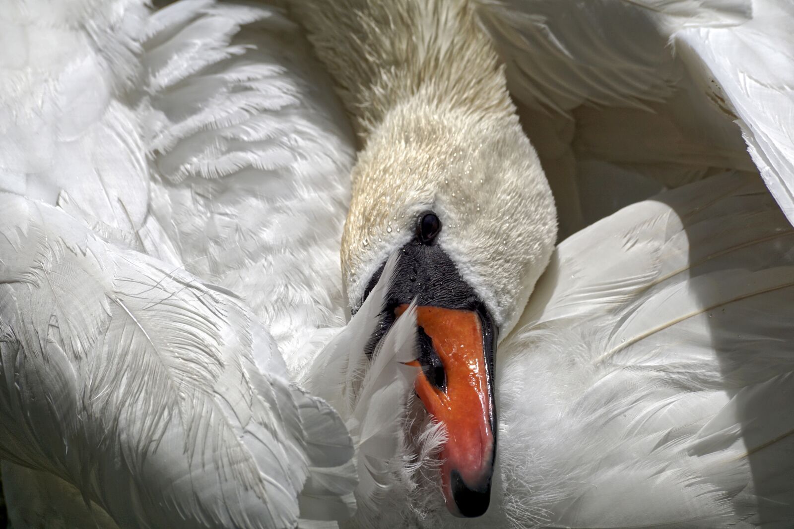 Sony DT 55-300mm F4.5-5.6 SAM sample photo. Swan, mute swan, water photography