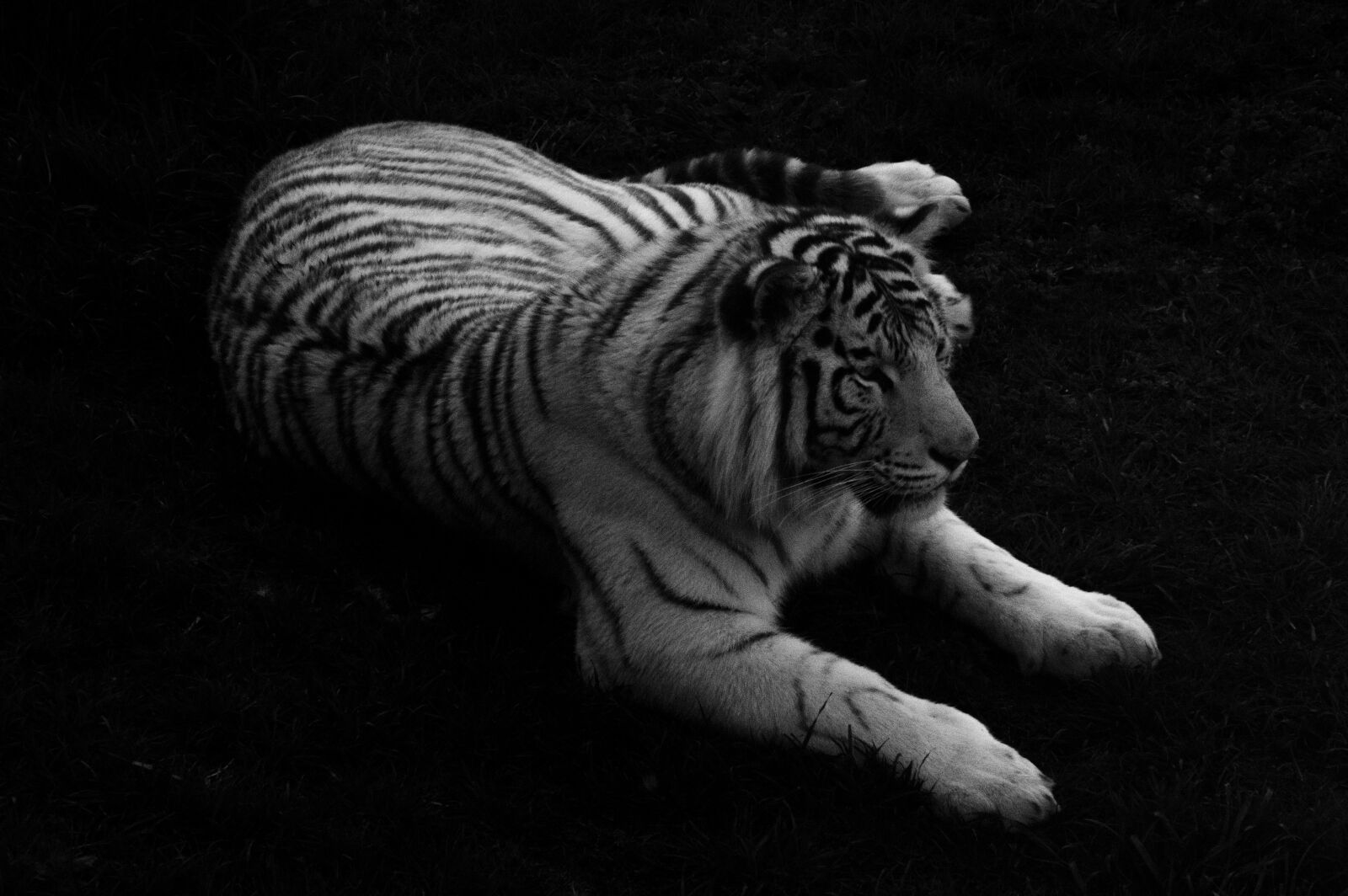 Nikon D3200 sample photo. White tiger, tiger, white photography