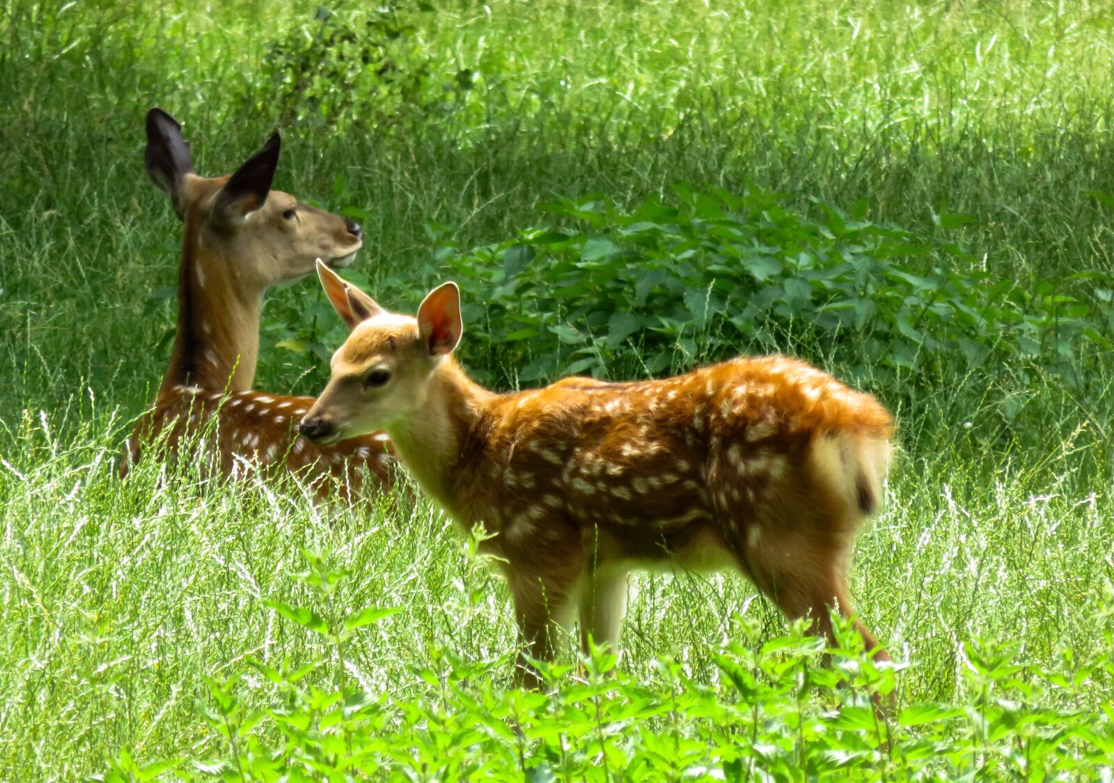 Canon PowerShot SX710 HS sample photo. Animal, fallow deer, kitz photography