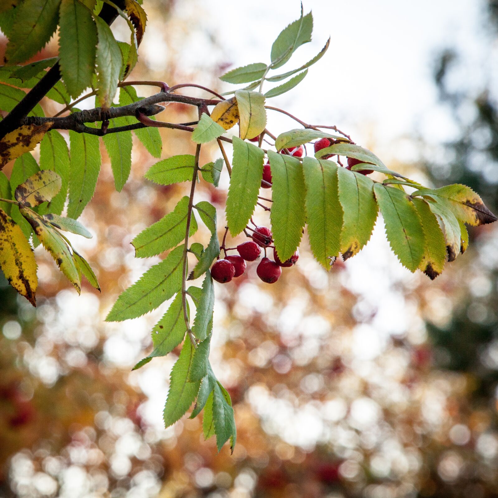 Canon EOS 5D Mark II sample photo. Rowanberry, fall, autumn photography
