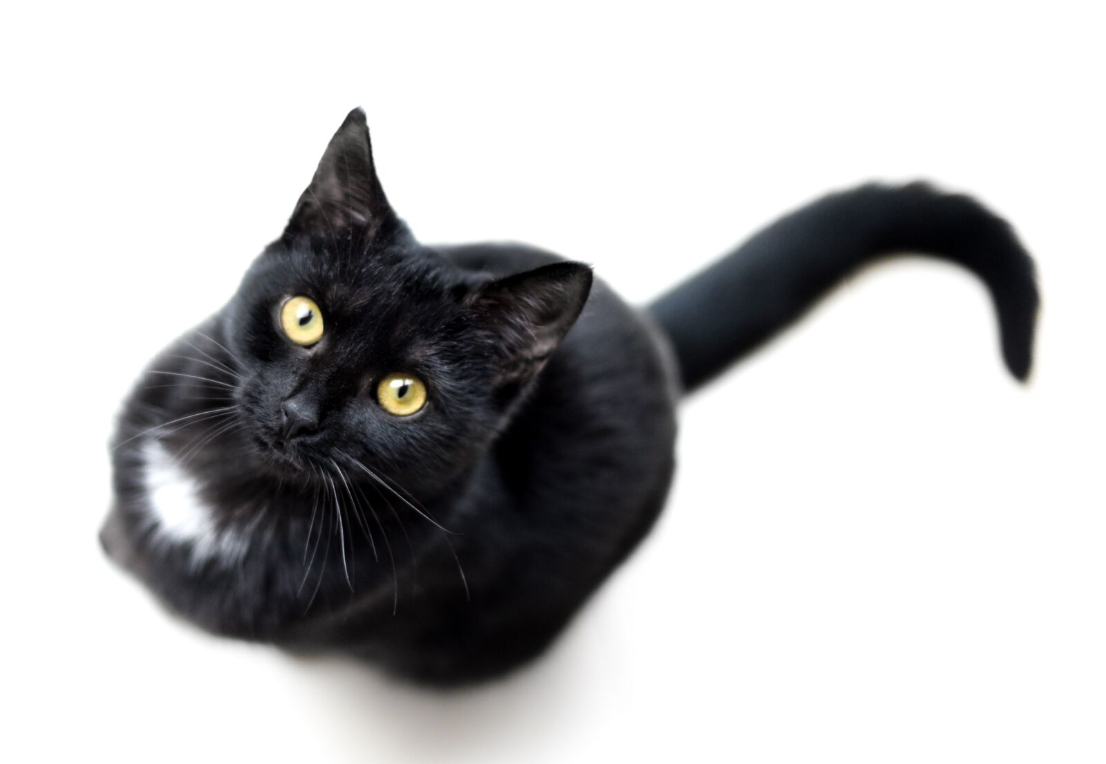 Nikon D610 sample photo. Cat, black, isolated photography