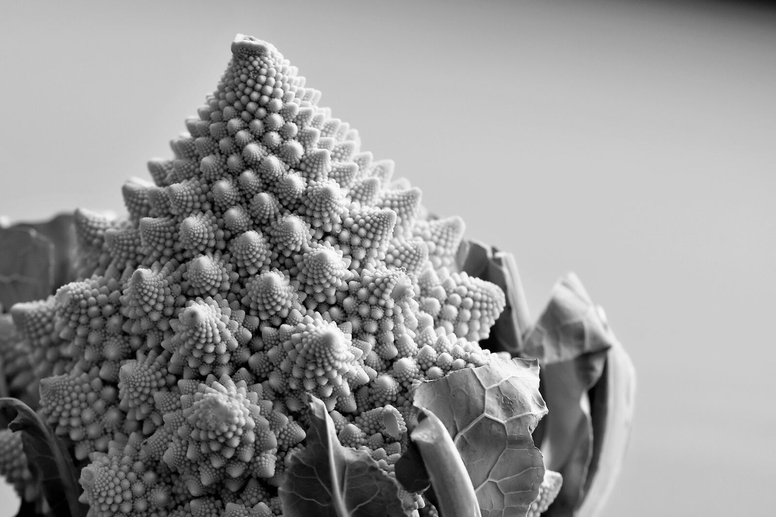 Nikon D5500 sample photo. Romanesco, vegetables, cauliflower photography