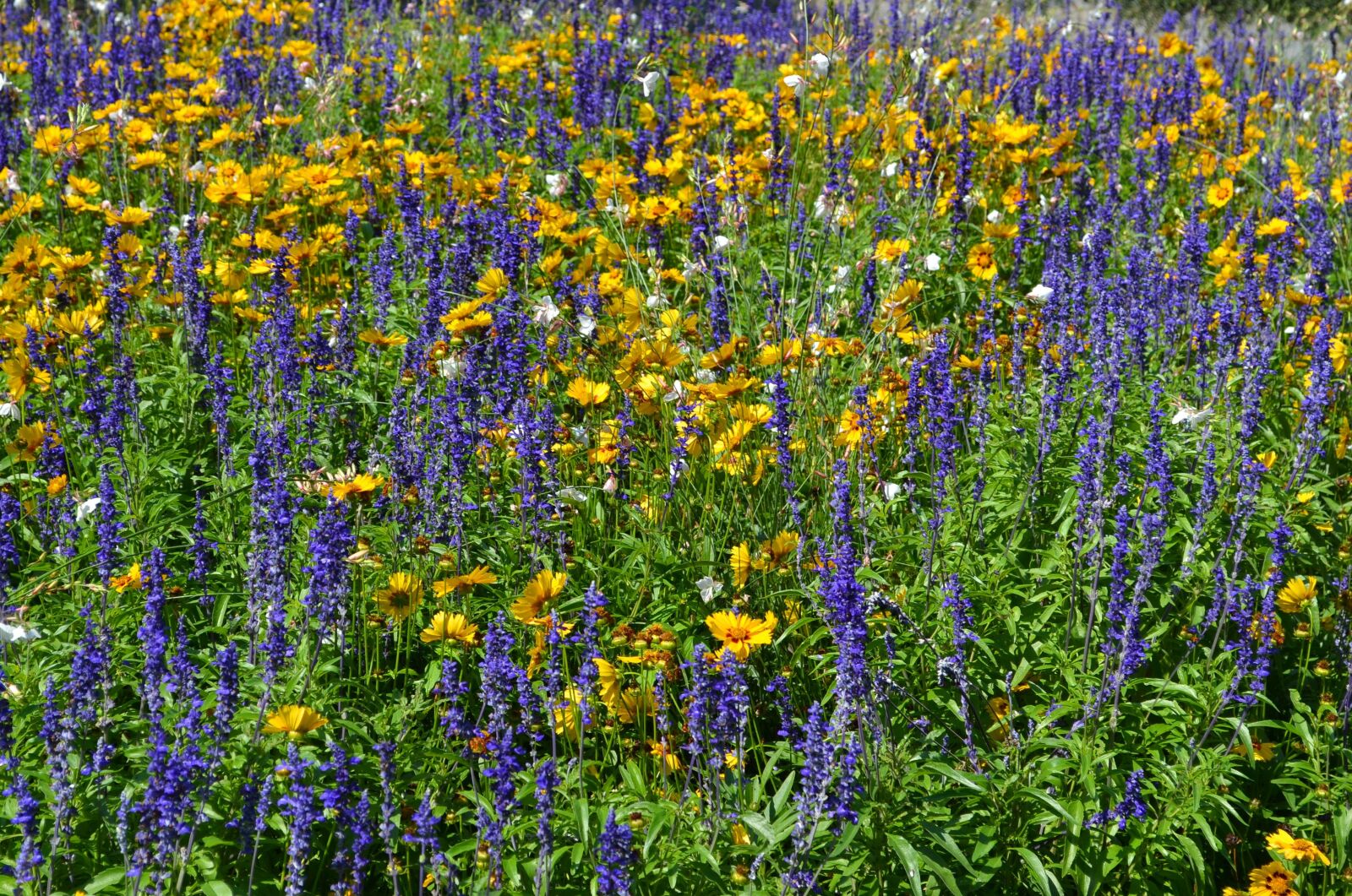 Nikon D3100 sample photo. Bloemen, bloemenveld, zomer photography