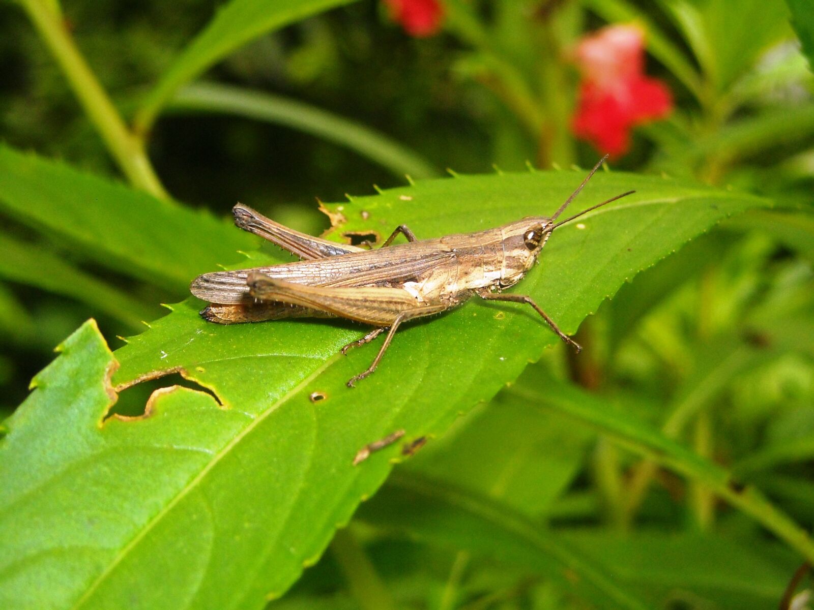 Nikon Coolpix L16 sample photo. Grasshopper, brown, leaf photography